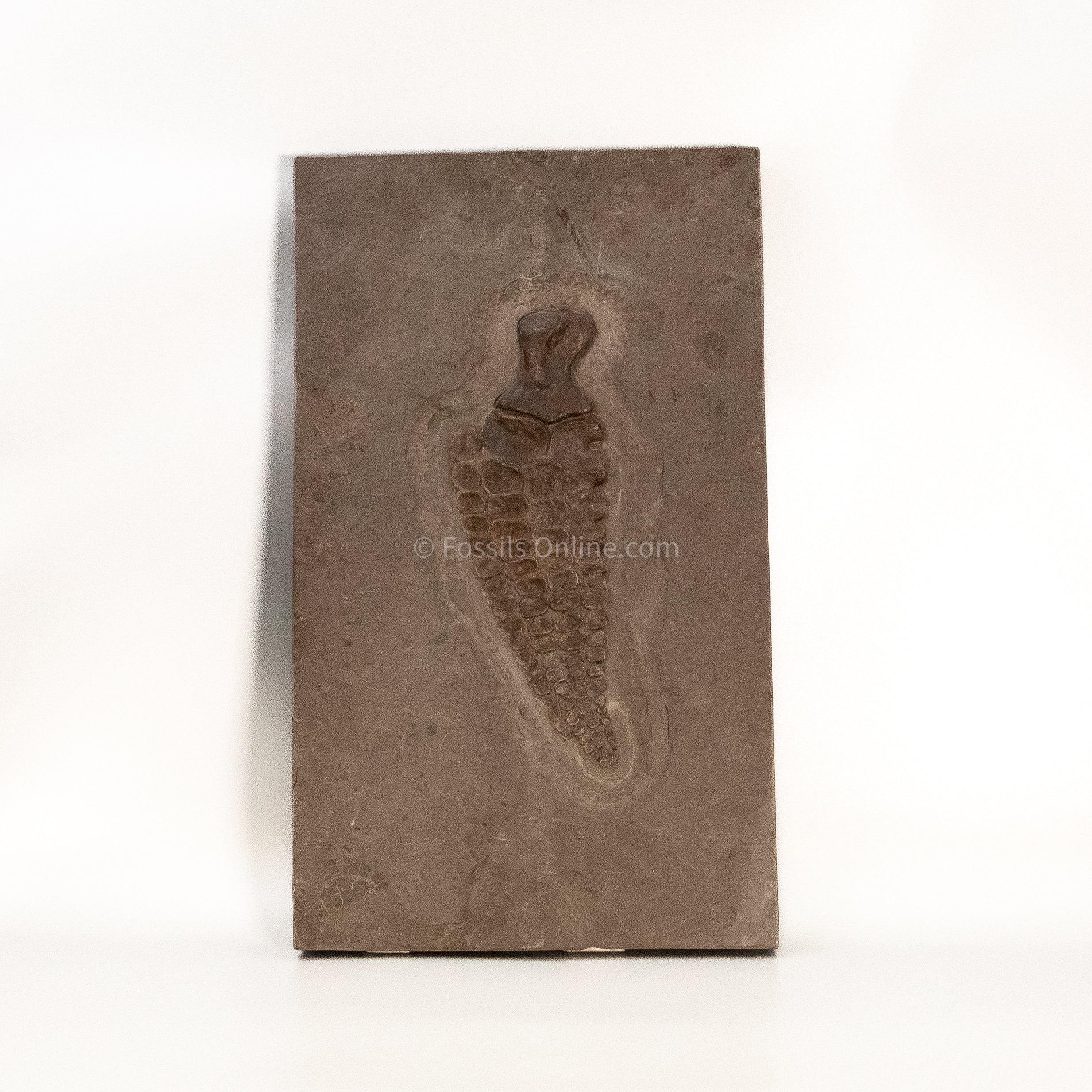 Ichthyosaurus Paddle in matrix
