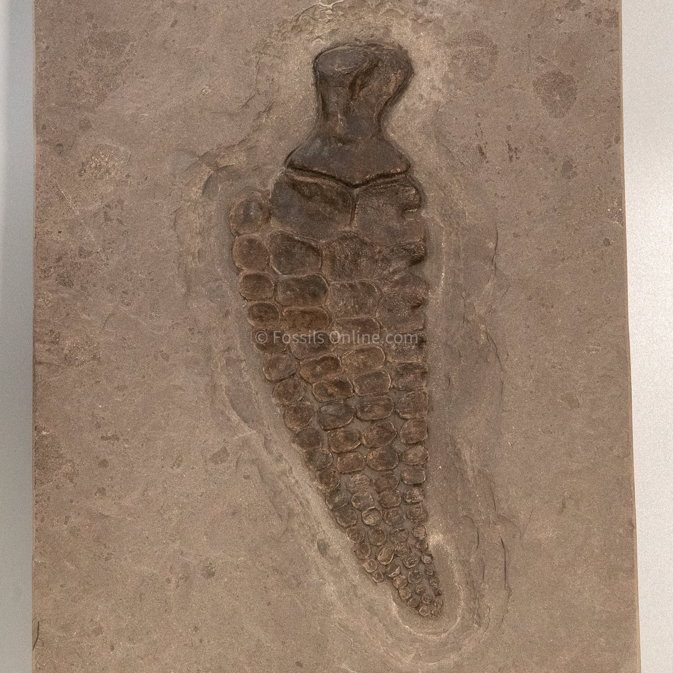 Ichthyosaurus Paddle in matrix
