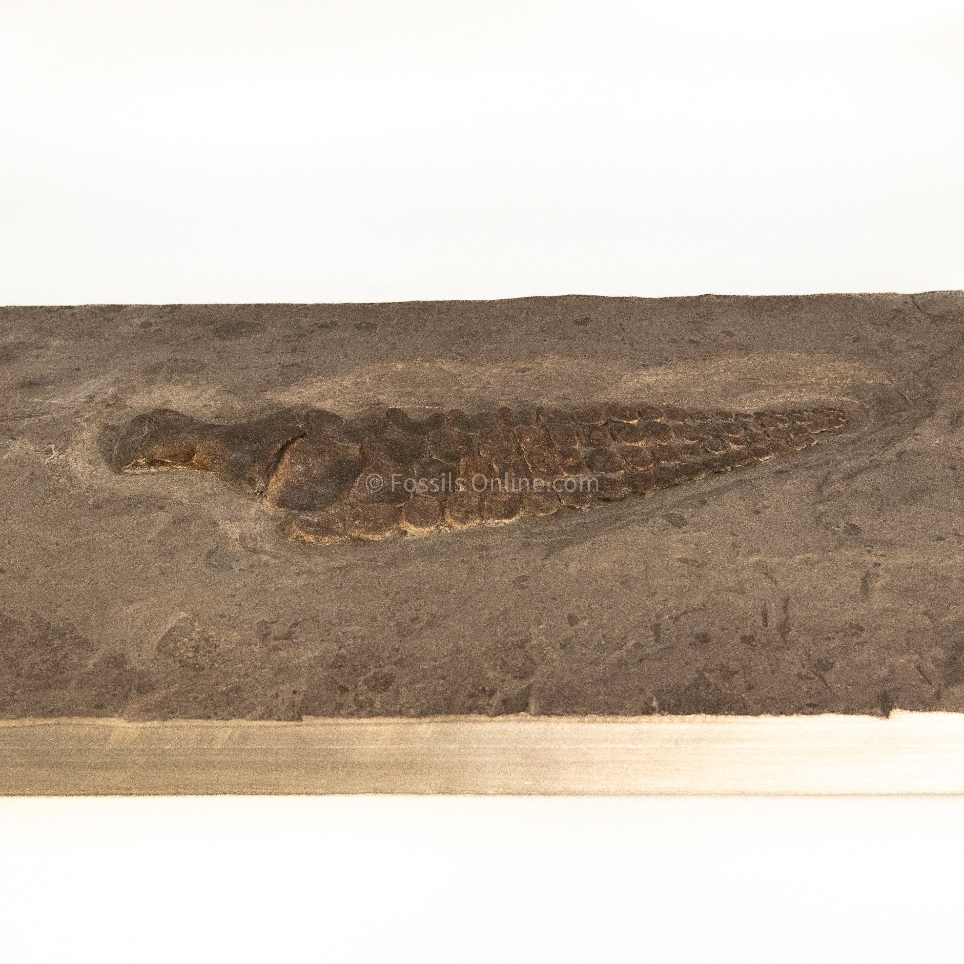 Ichthyosaurus Paddle in matrix
