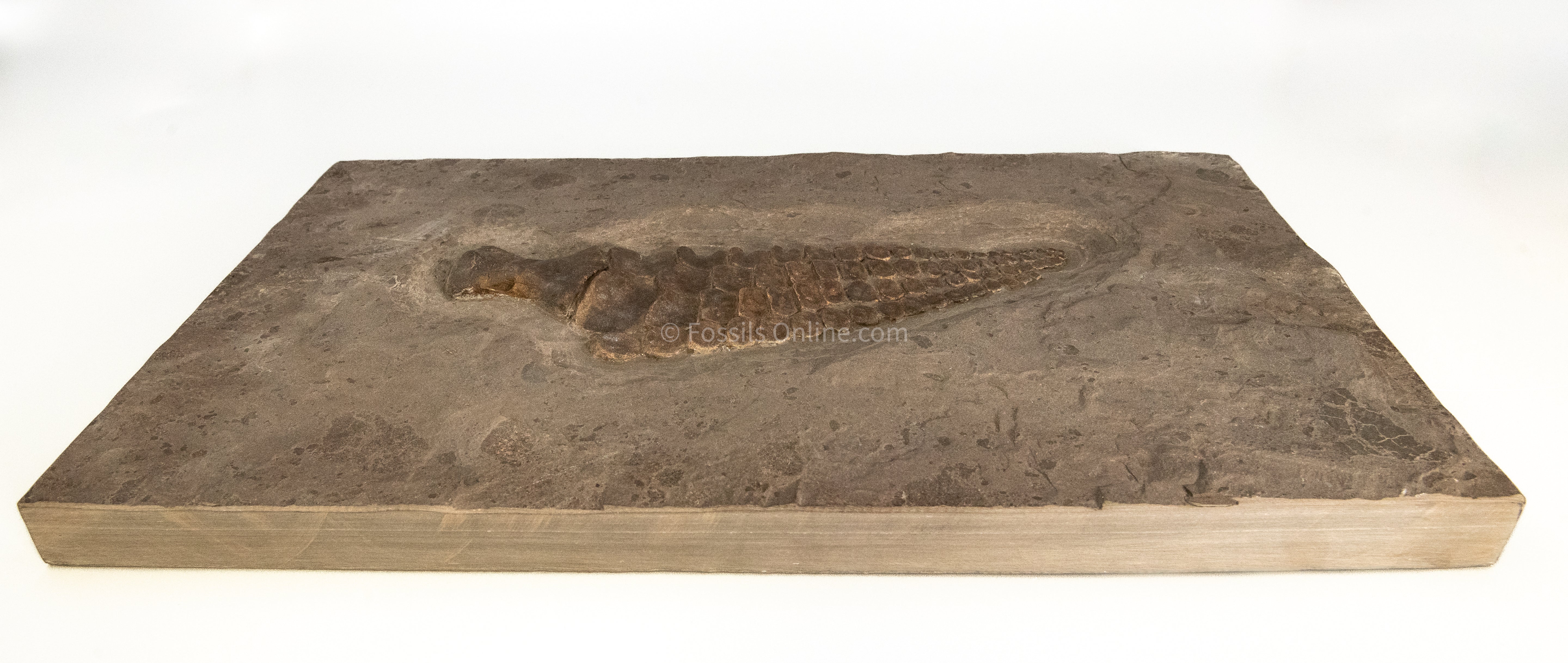 Ichthyosaurus Paddle in matrix
