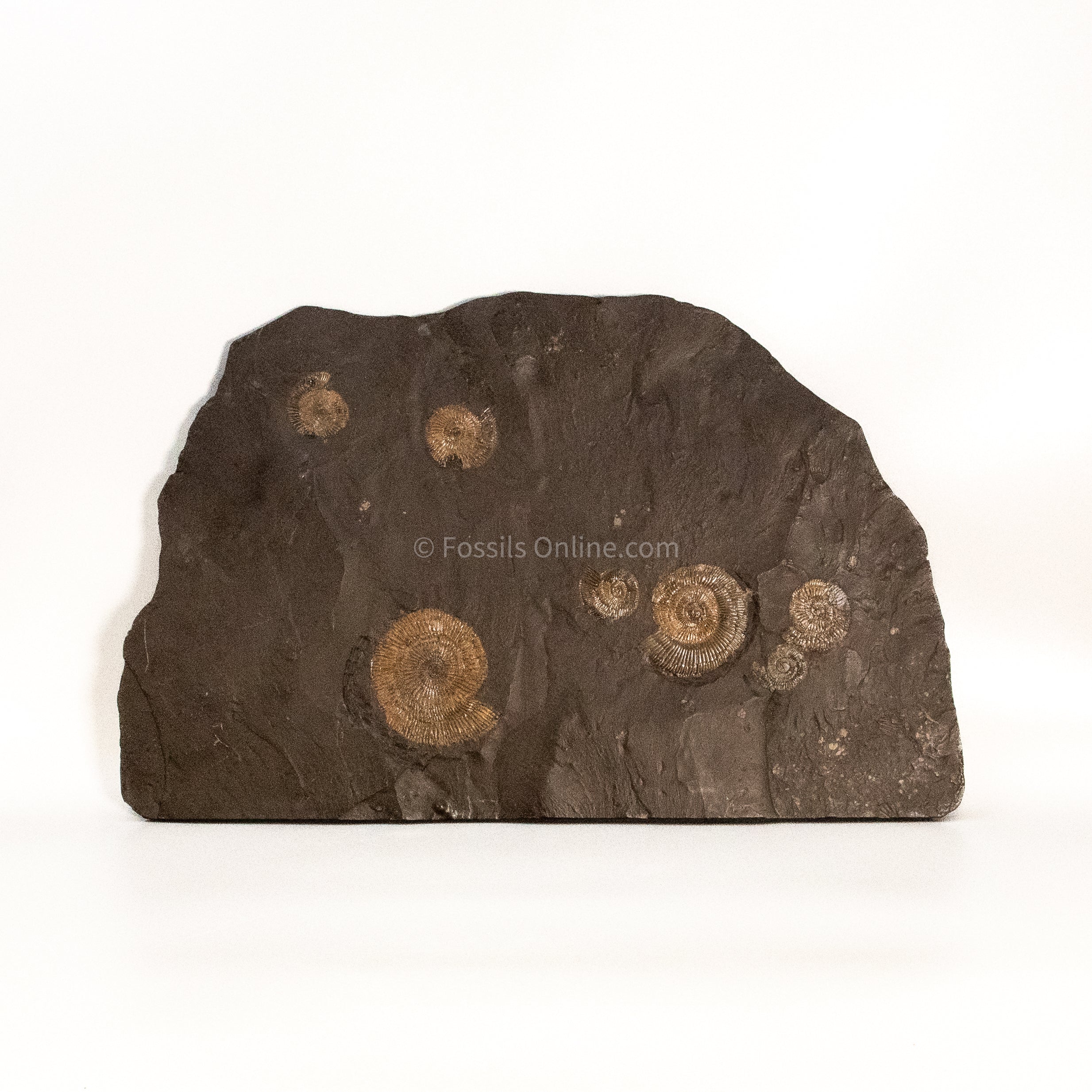 Fossil Holzmaden Ammonite Cluster Jurassic Germany