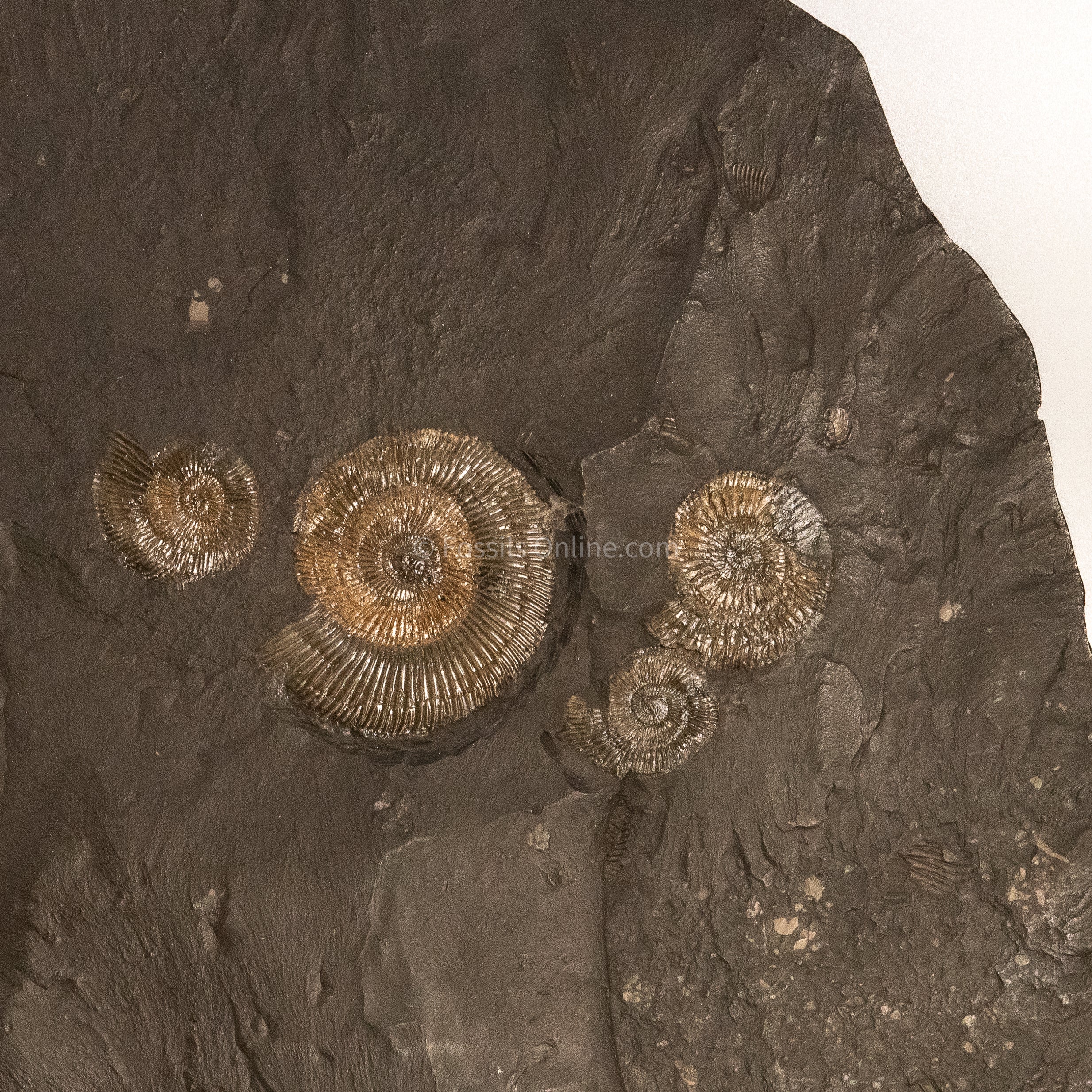 Fossil Holzmaden Ammonite Cluster Jurassic Germany