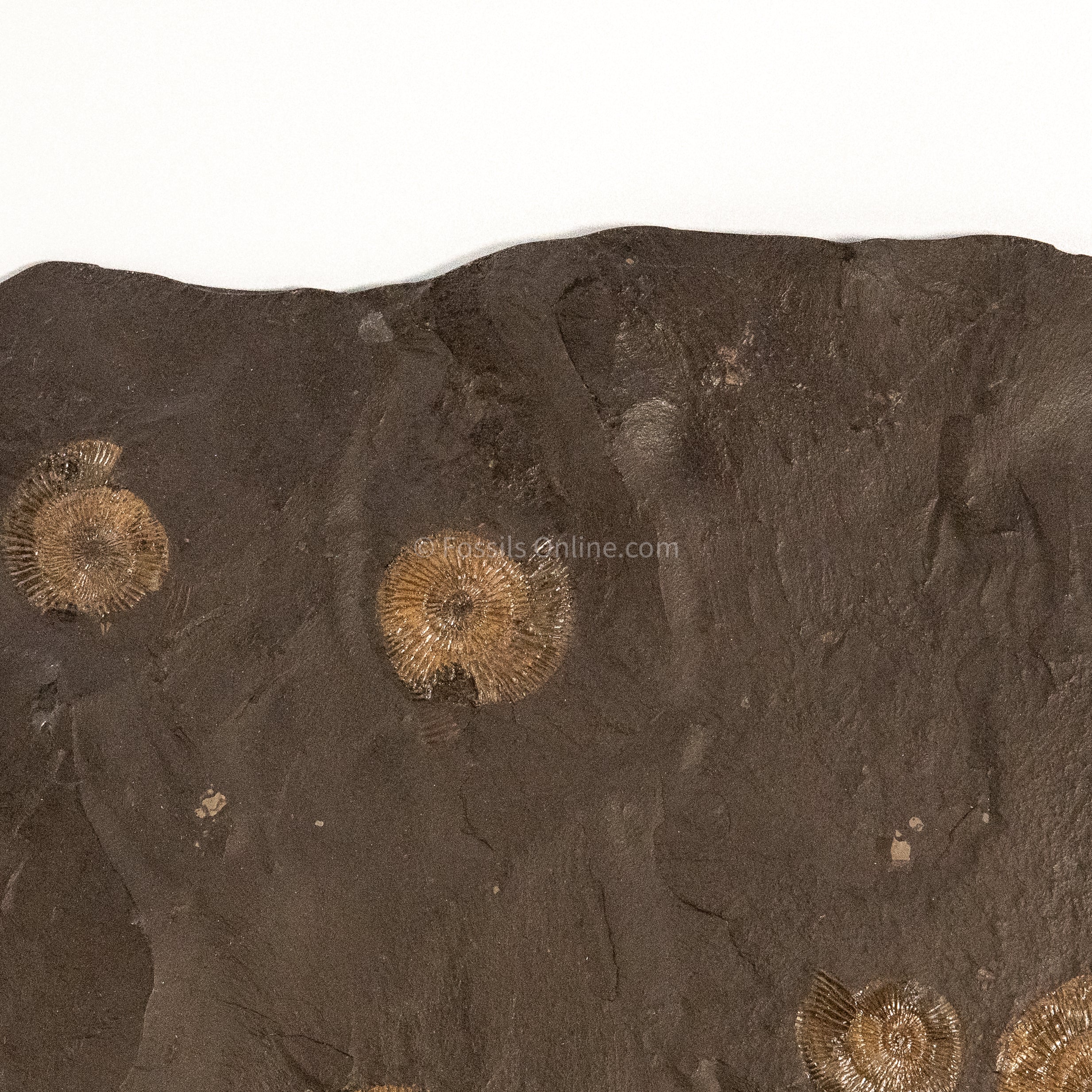 Fossil Holzmaden Ammonite Cluster Jurassic Germany