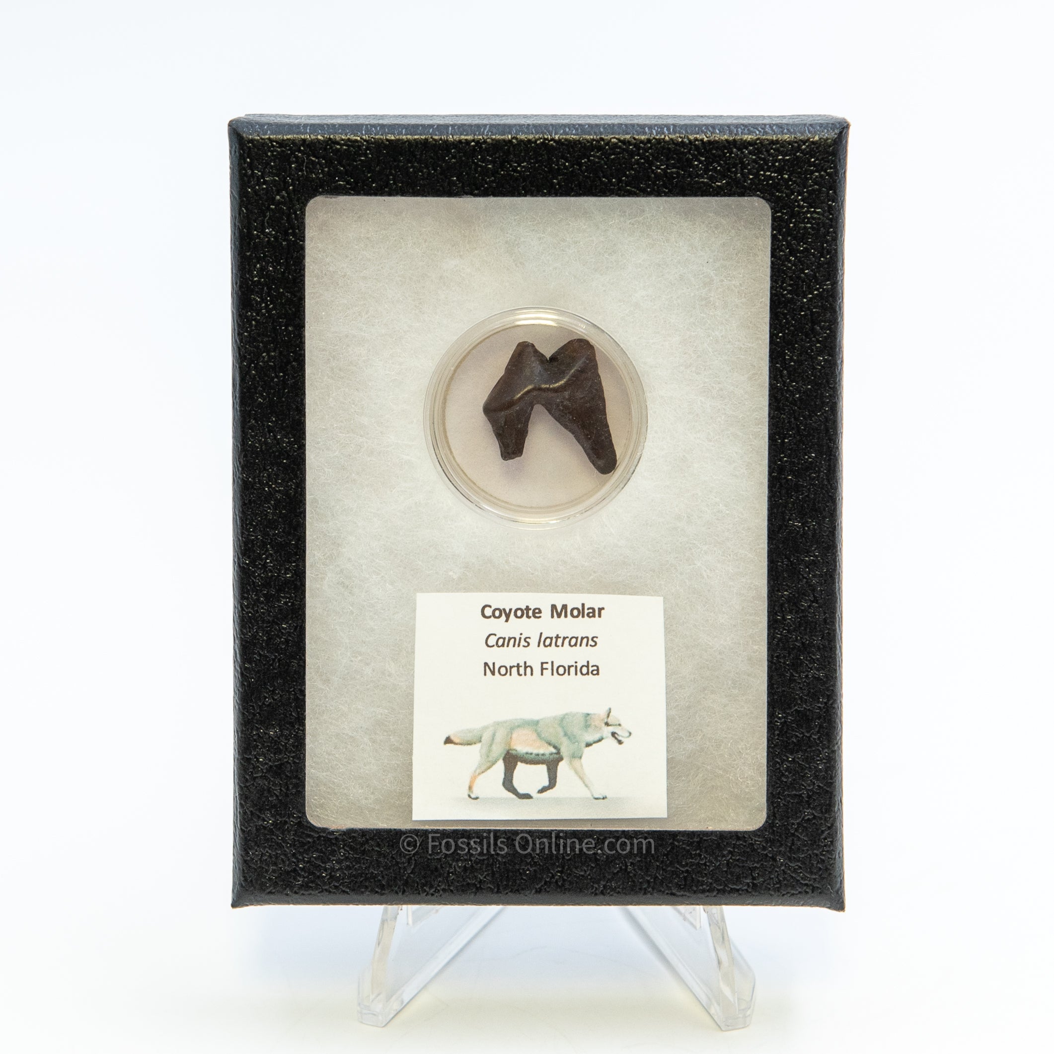 Fossil Coyote Molar Florida Pleistocene River Find