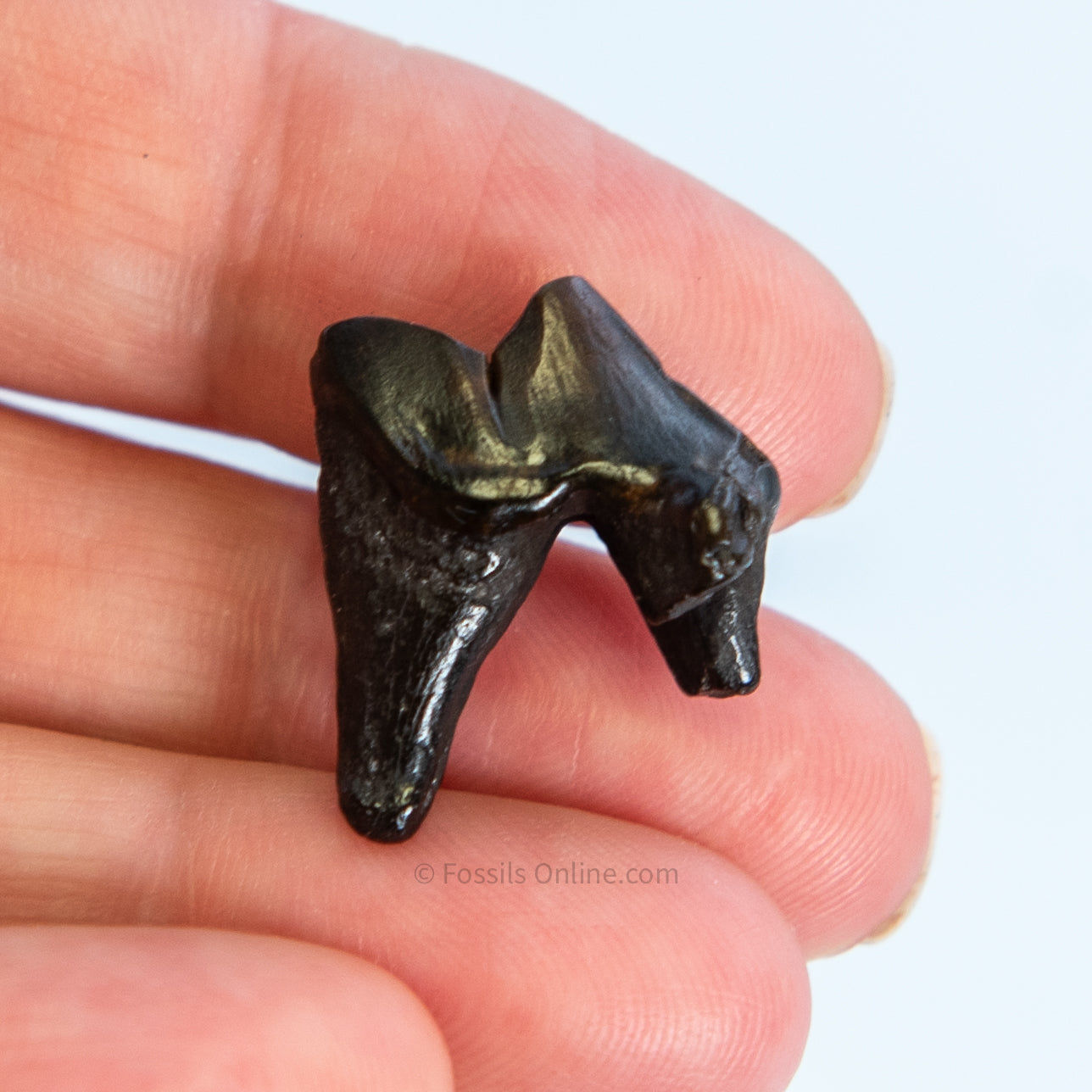 Fossil Coyote Molar Florida Pleistocene River Find