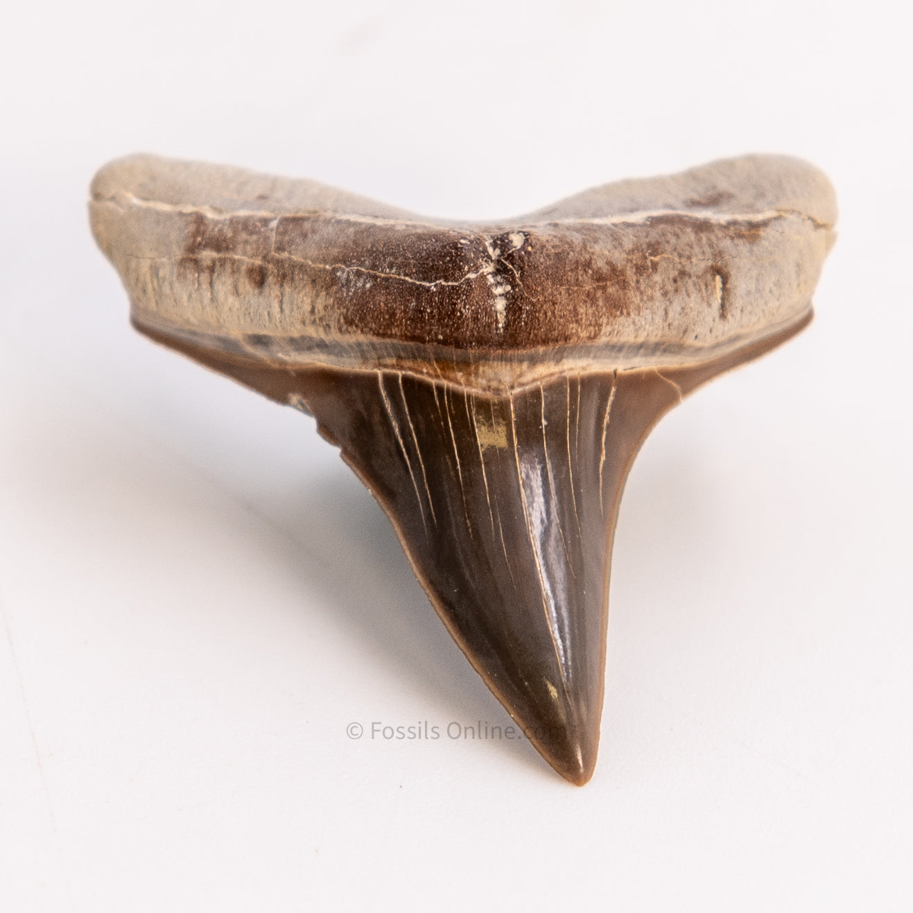 Fossil Ginsu Tooth 1.66”  Kansas