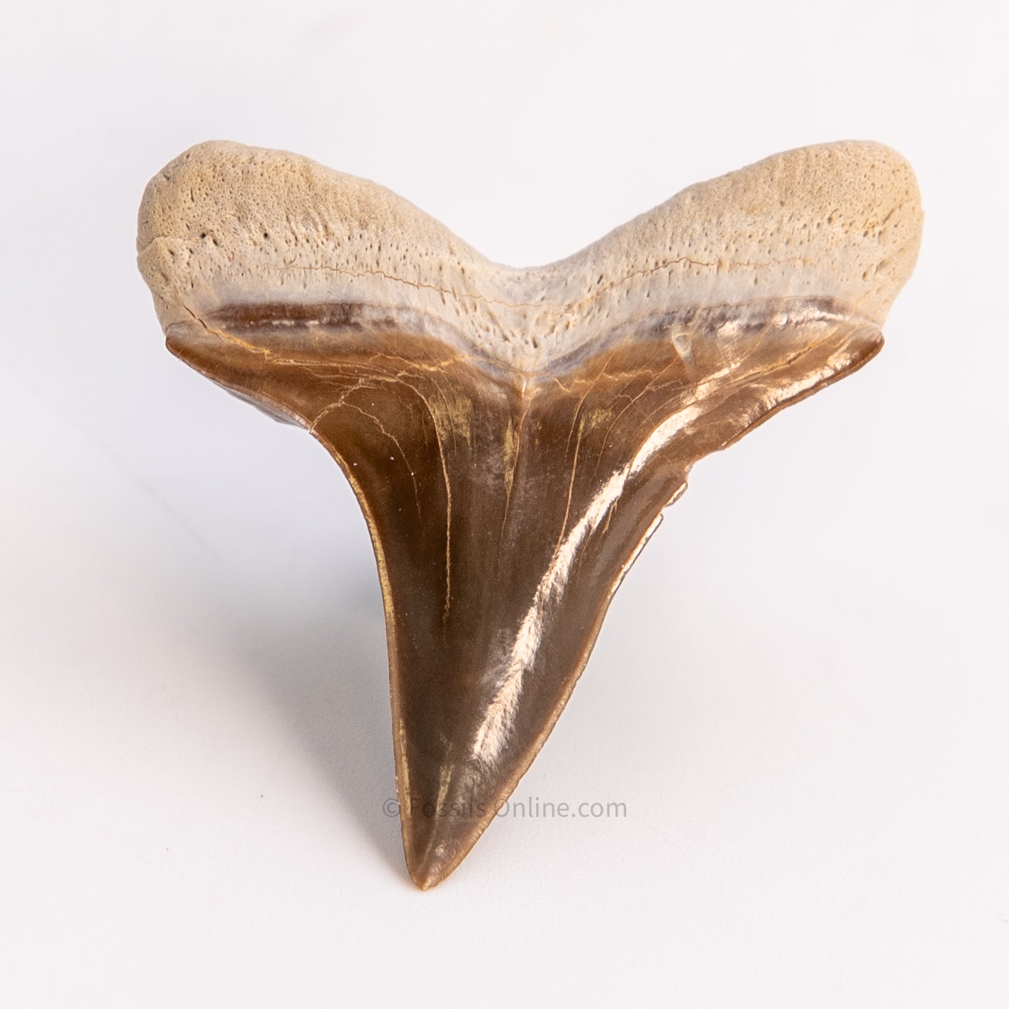 Fossil Ginsu Tooth 1.66”  Kansas