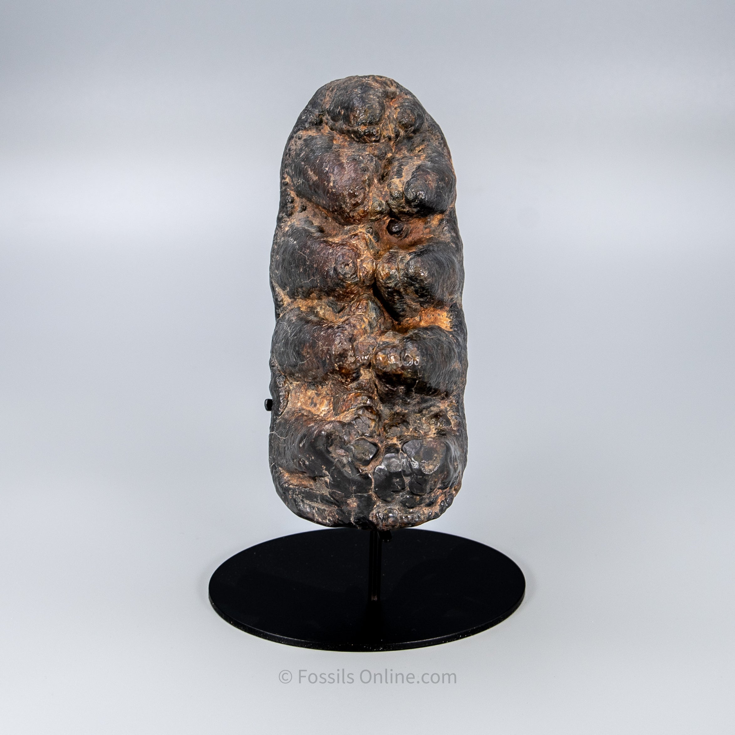 Gomphothere Tooth