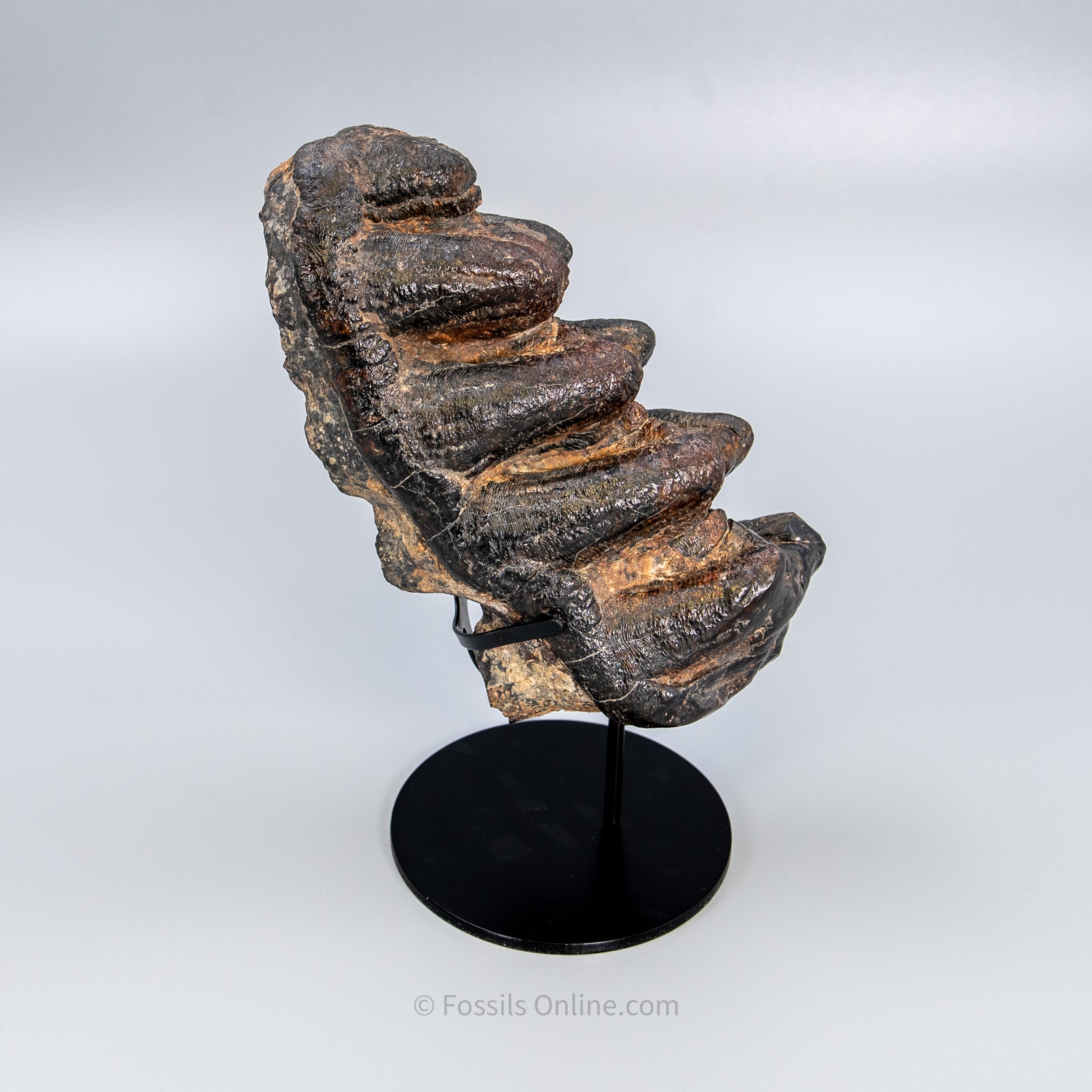 Gomphothere Tooth