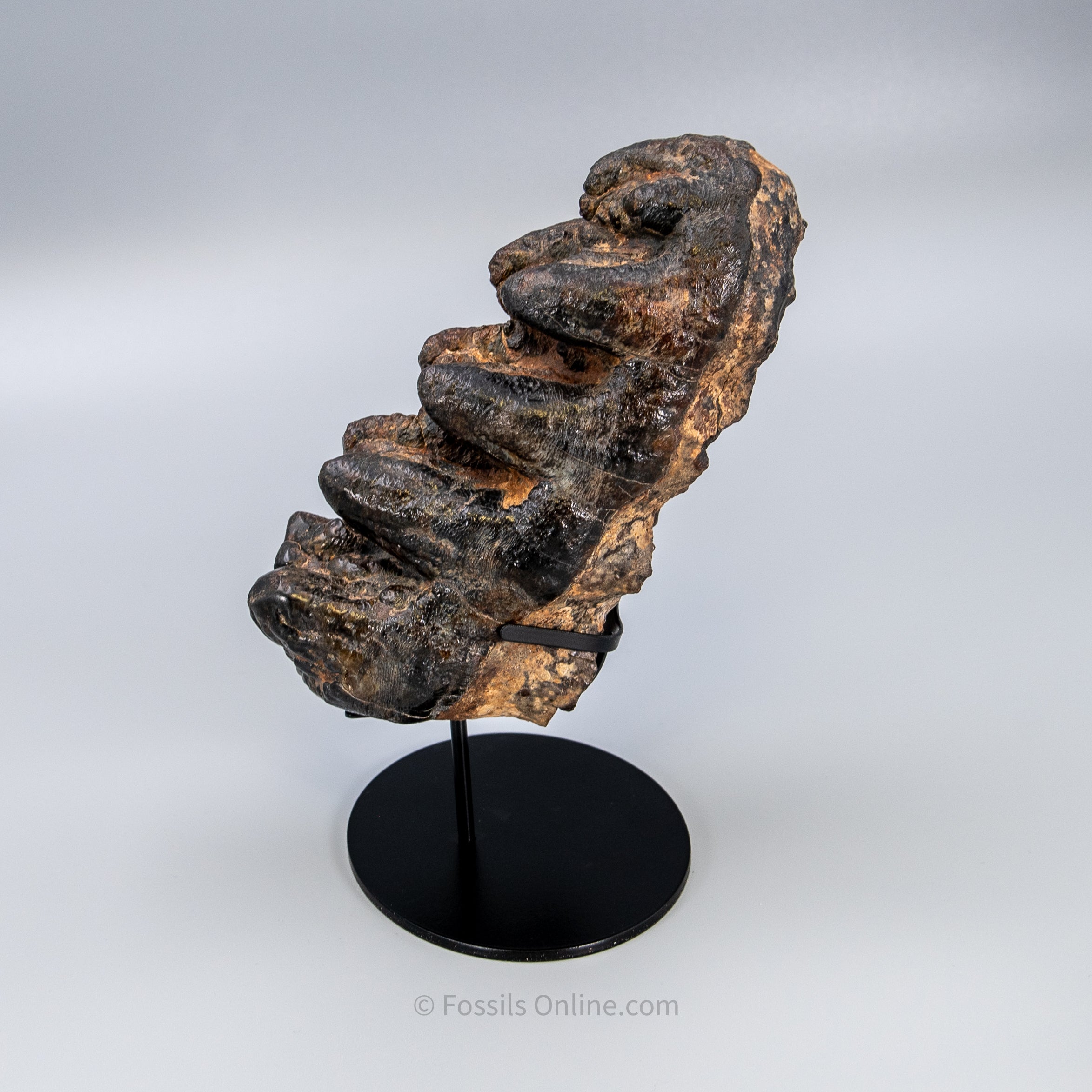Gomphothere Tooth