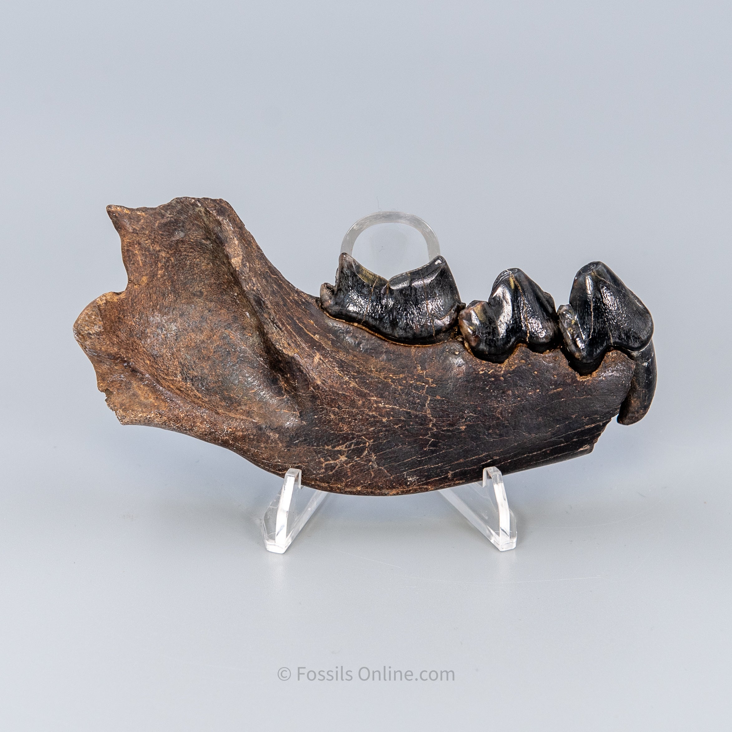 Cave Hyena Jaw with Teeth