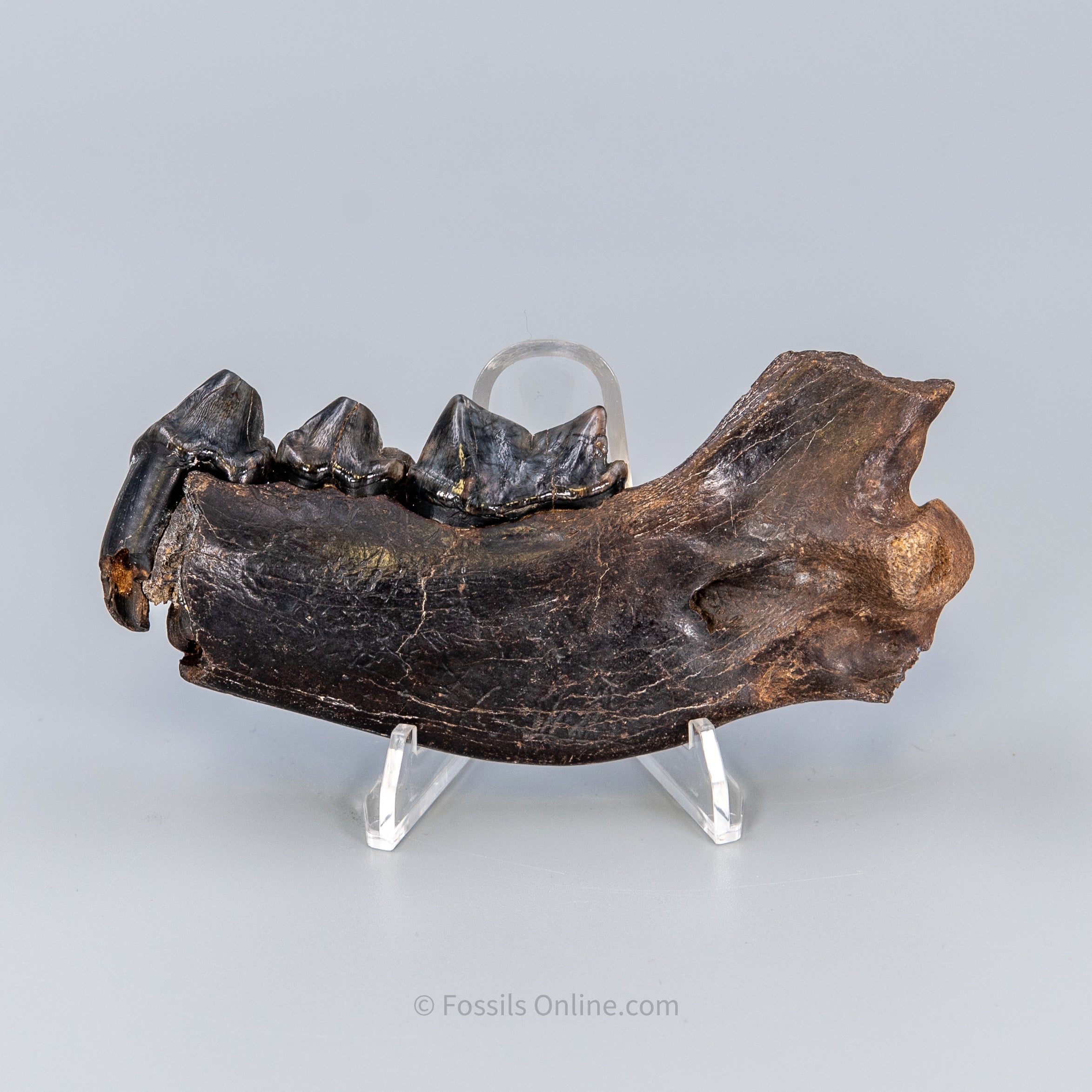 Cave Hyena Jaw with Teeth