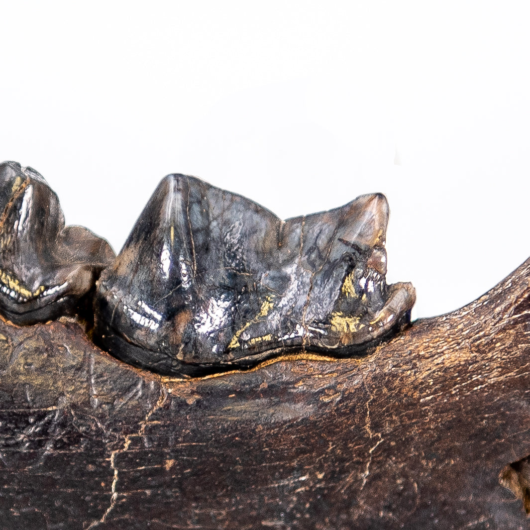 Cave Hyena Jaw with Teeth