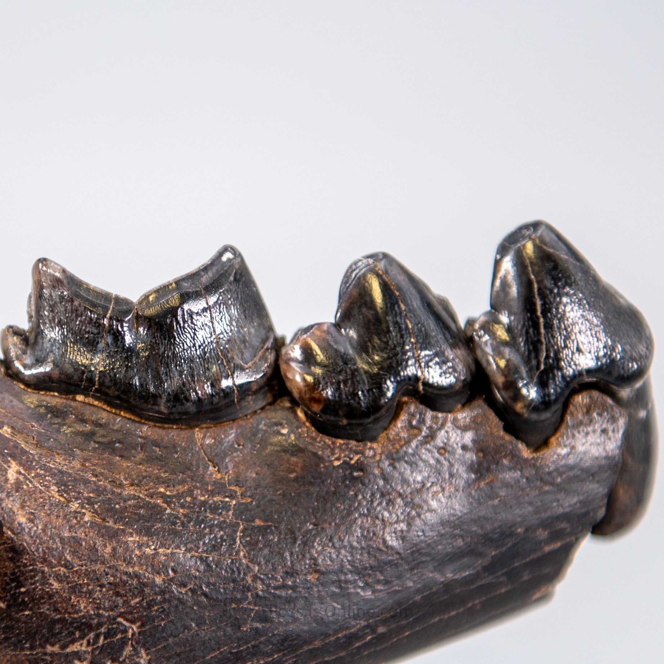 Cave Hyena Jaw with Teeth