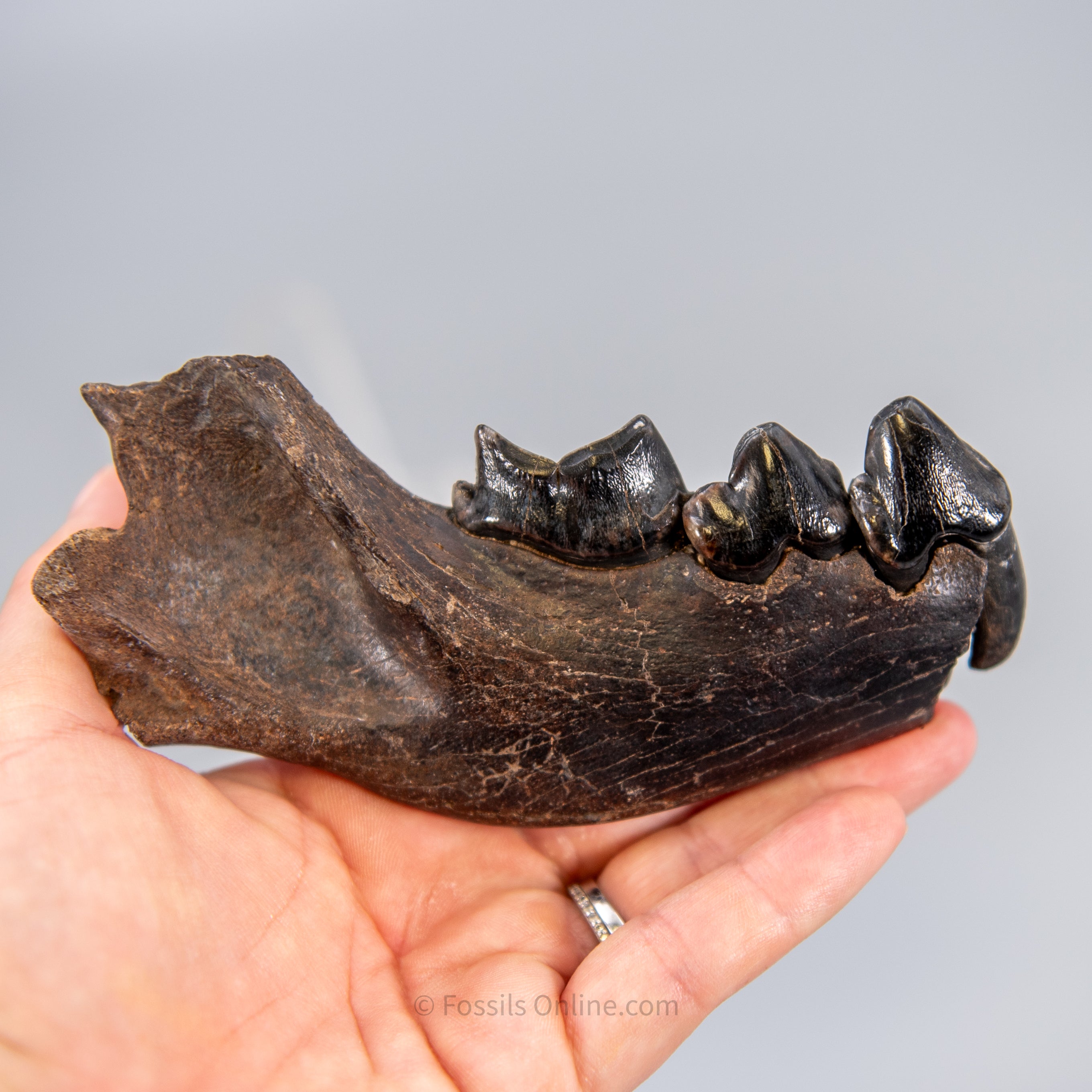 Cave Hyena Jaw with Teeth
