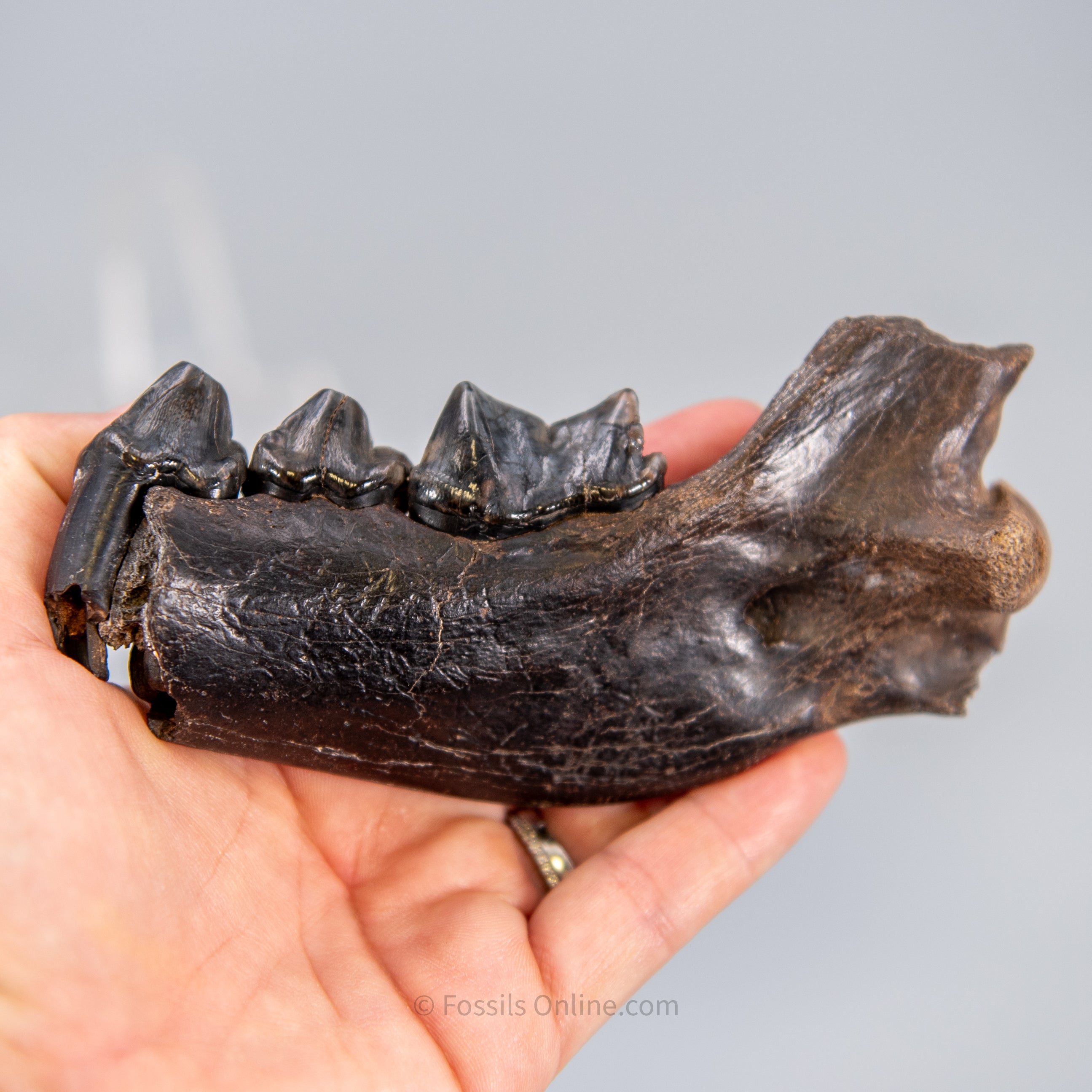Cave Hyena Jaw with Teeth