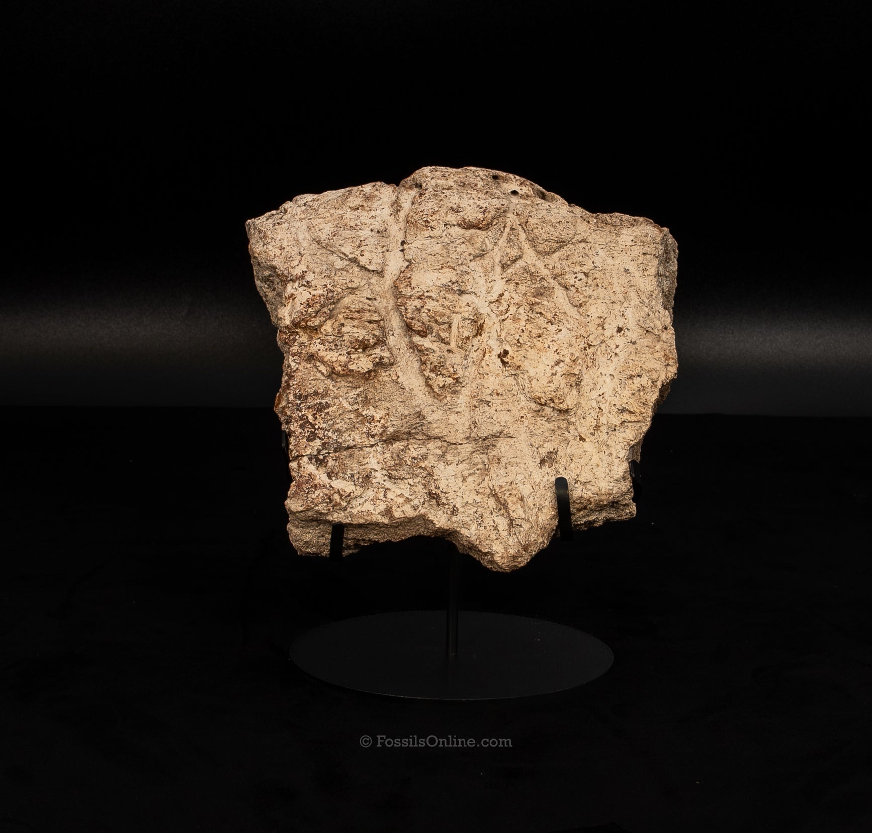 Triceratops  Frill