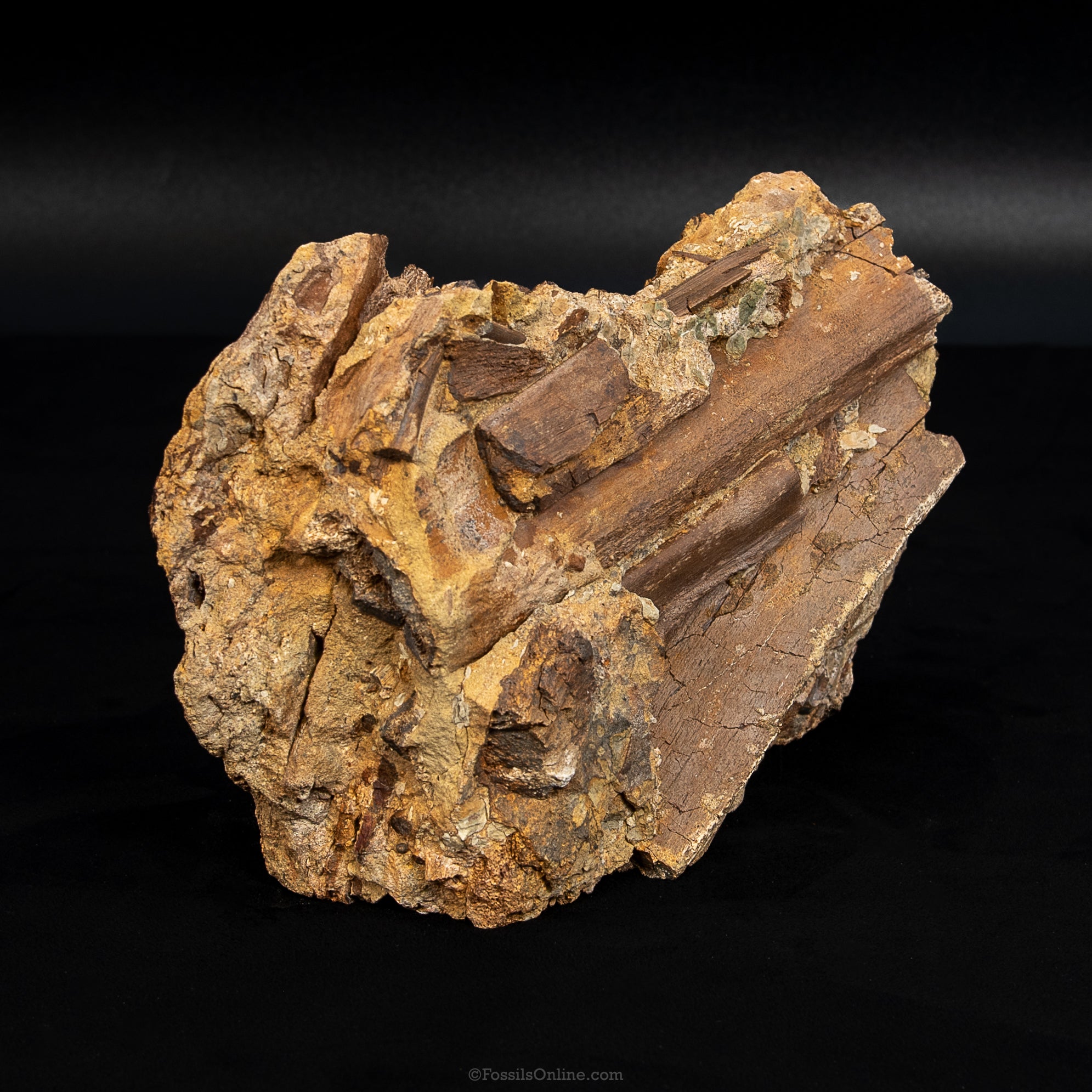 8" Edmontosaurus Teeth, Tendons and Bones  in Sandstone Matrix- Wyoming