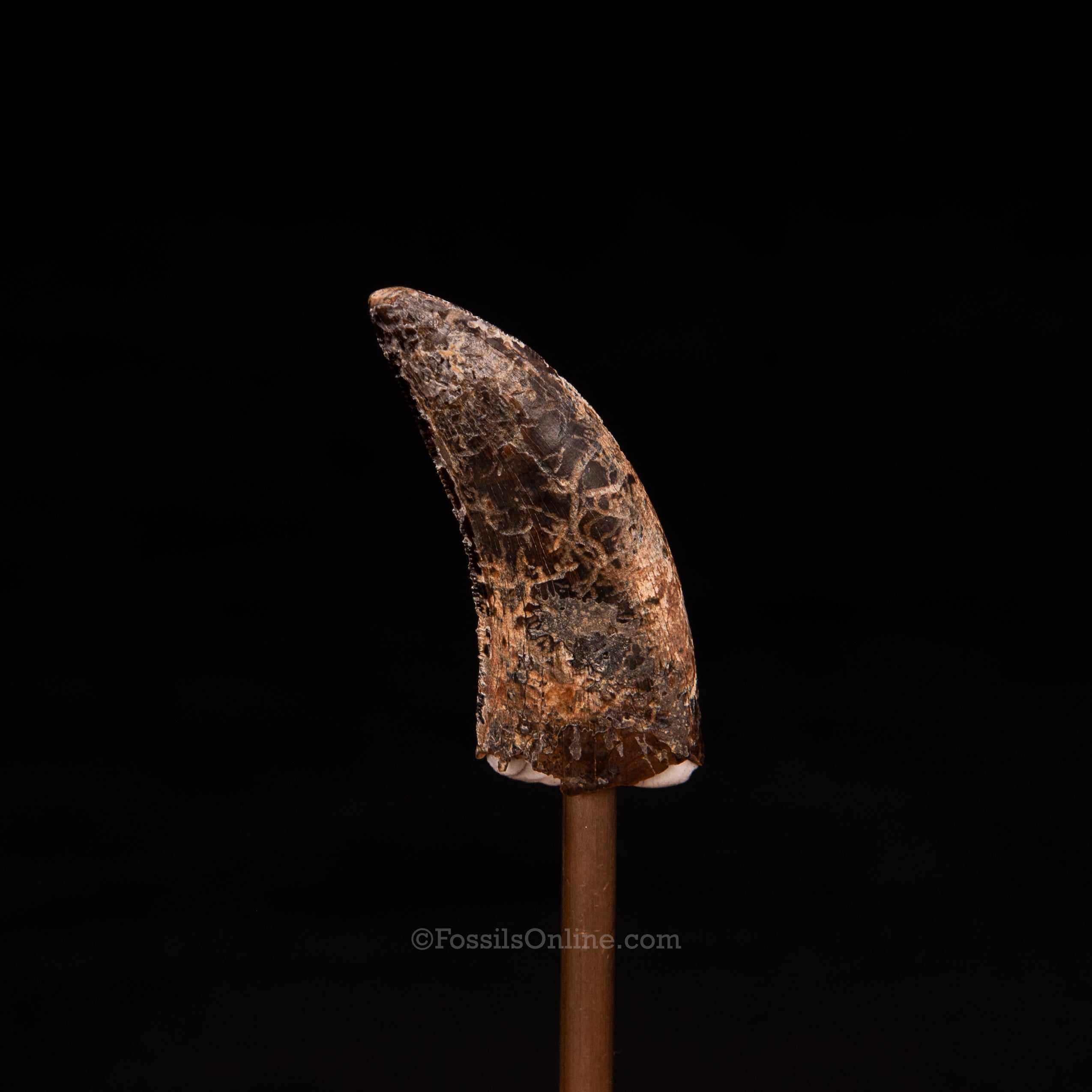 Nanotyrannus tooth 1.68"