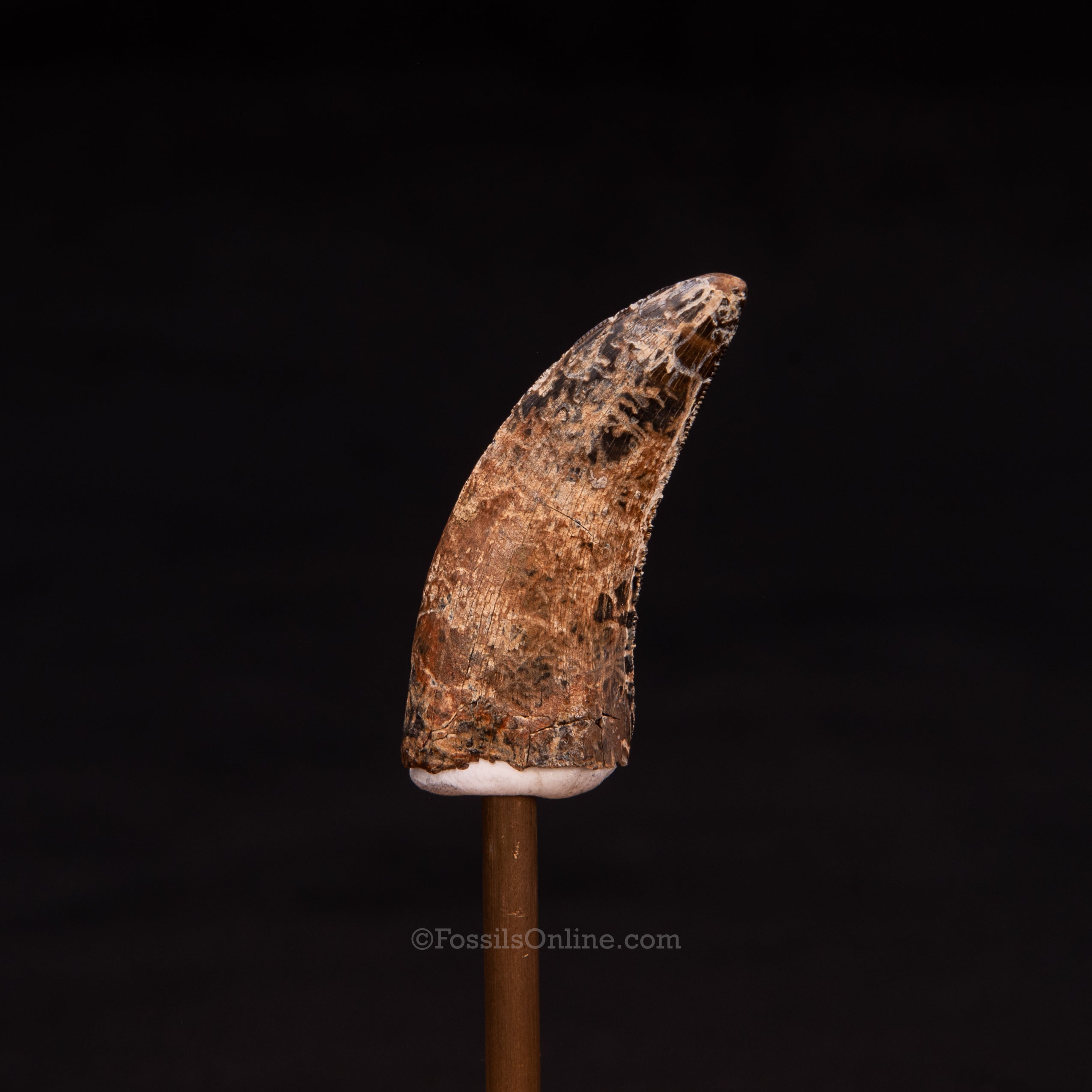 Nanotyrannus tooth 1.68"