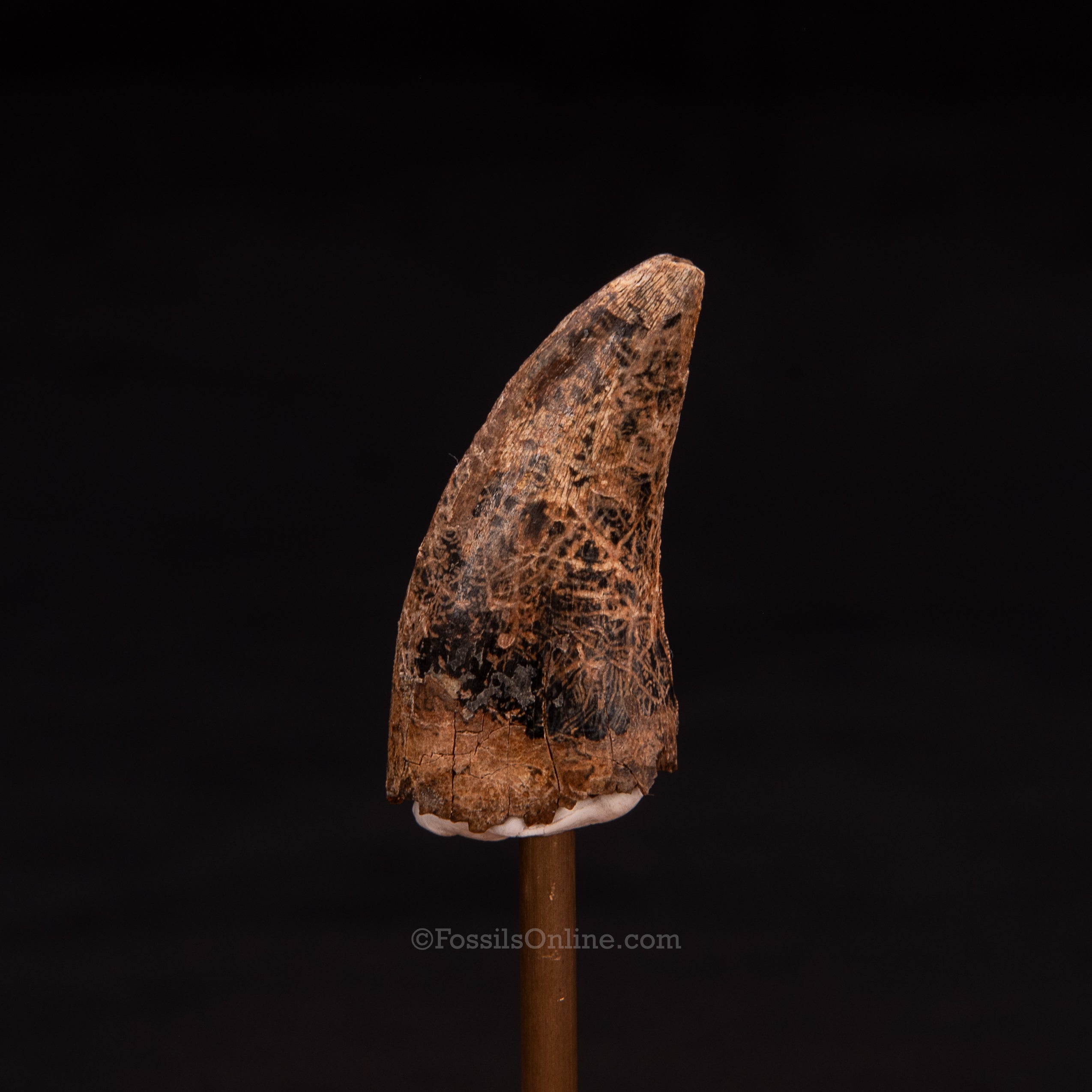 Nanotyrannus tooth 1.73"