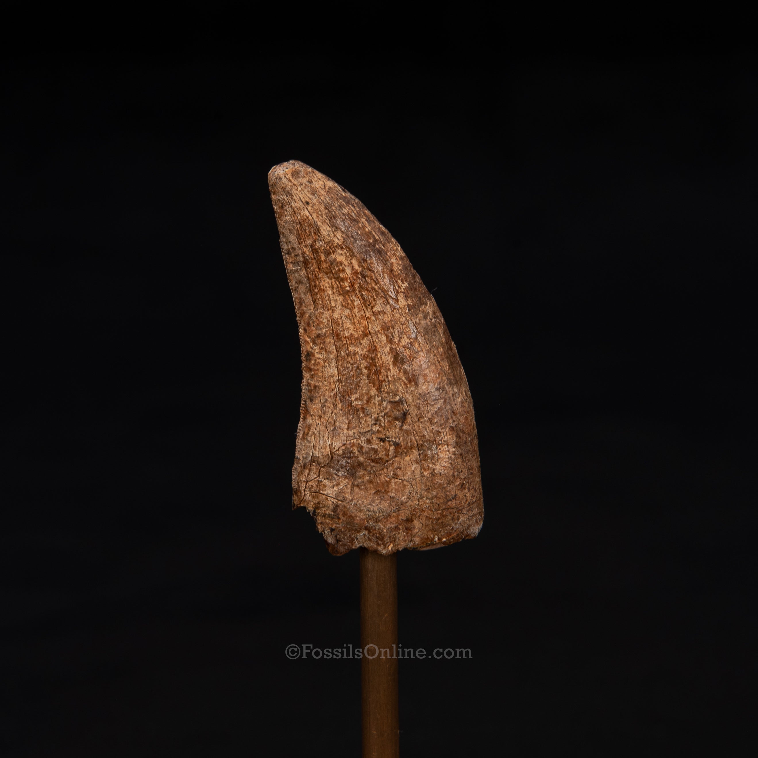 Nanotyrannus tooth 1.73"
