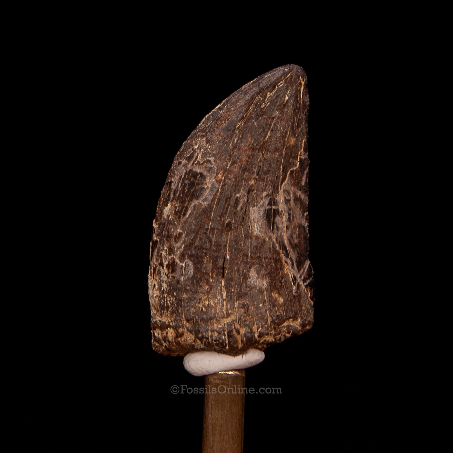 Tyrannosaurus rex Tooth 1.21"