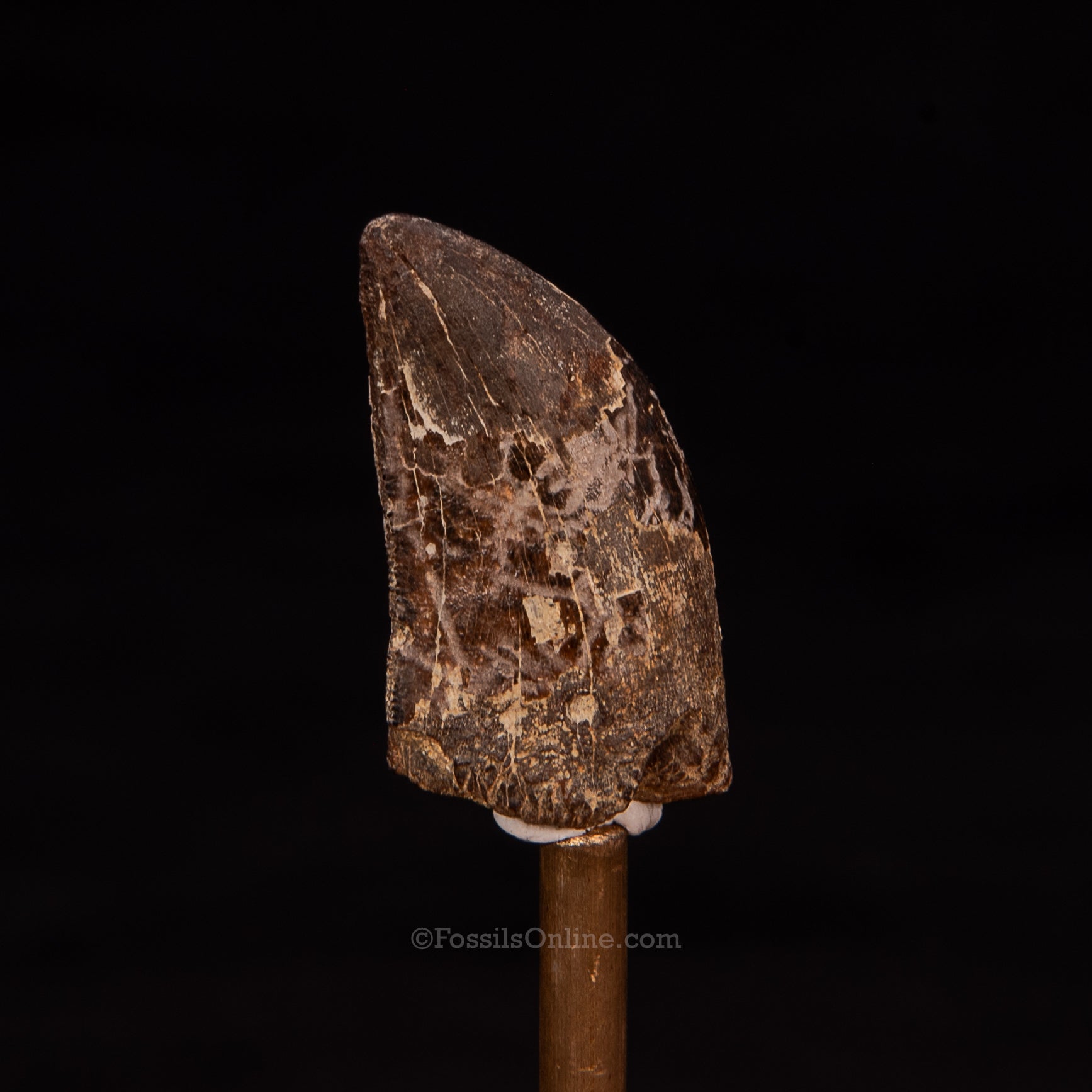 Tyrannosaurus rex Tooth 1.21"