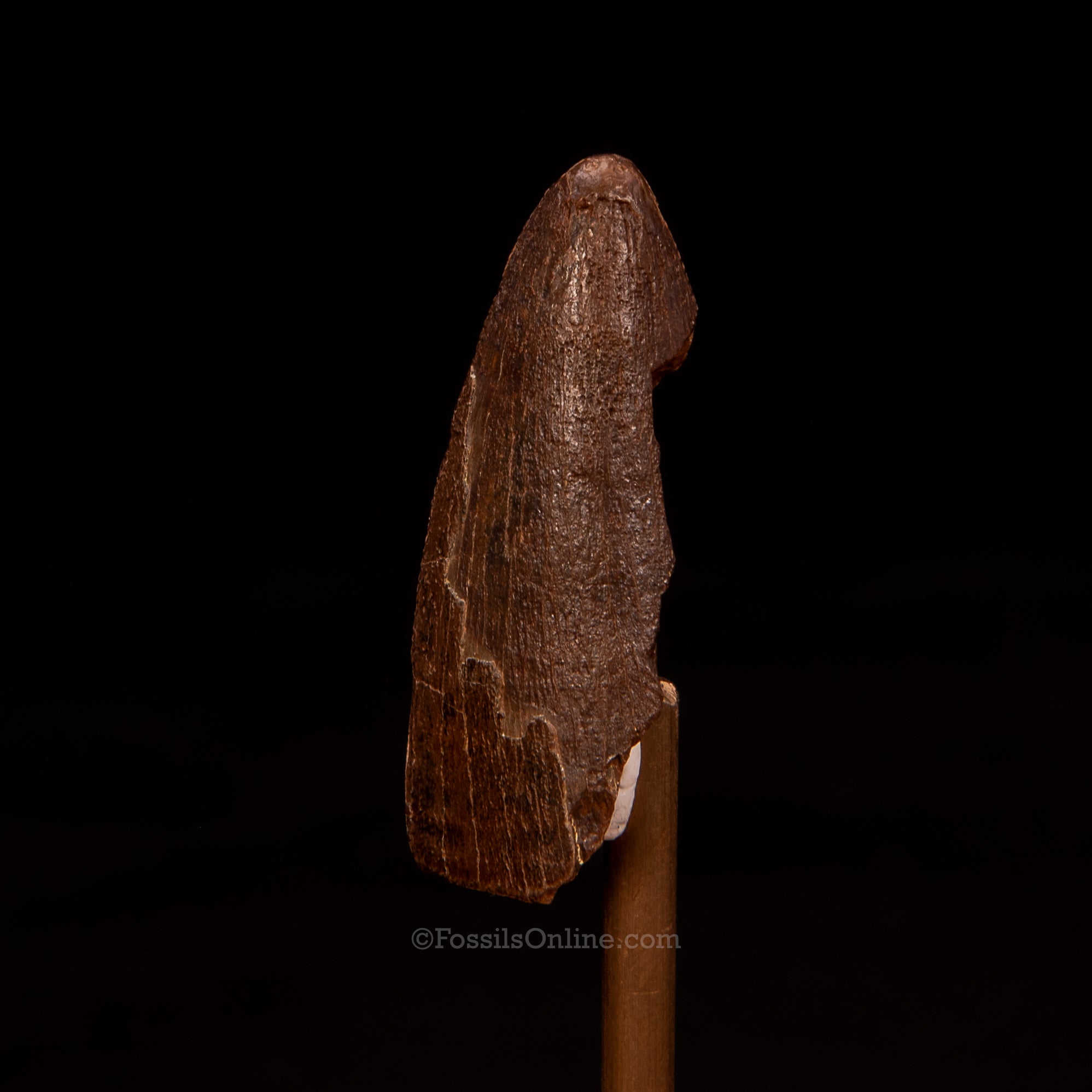 Tyrannosaurus rex Tooth 1.59"