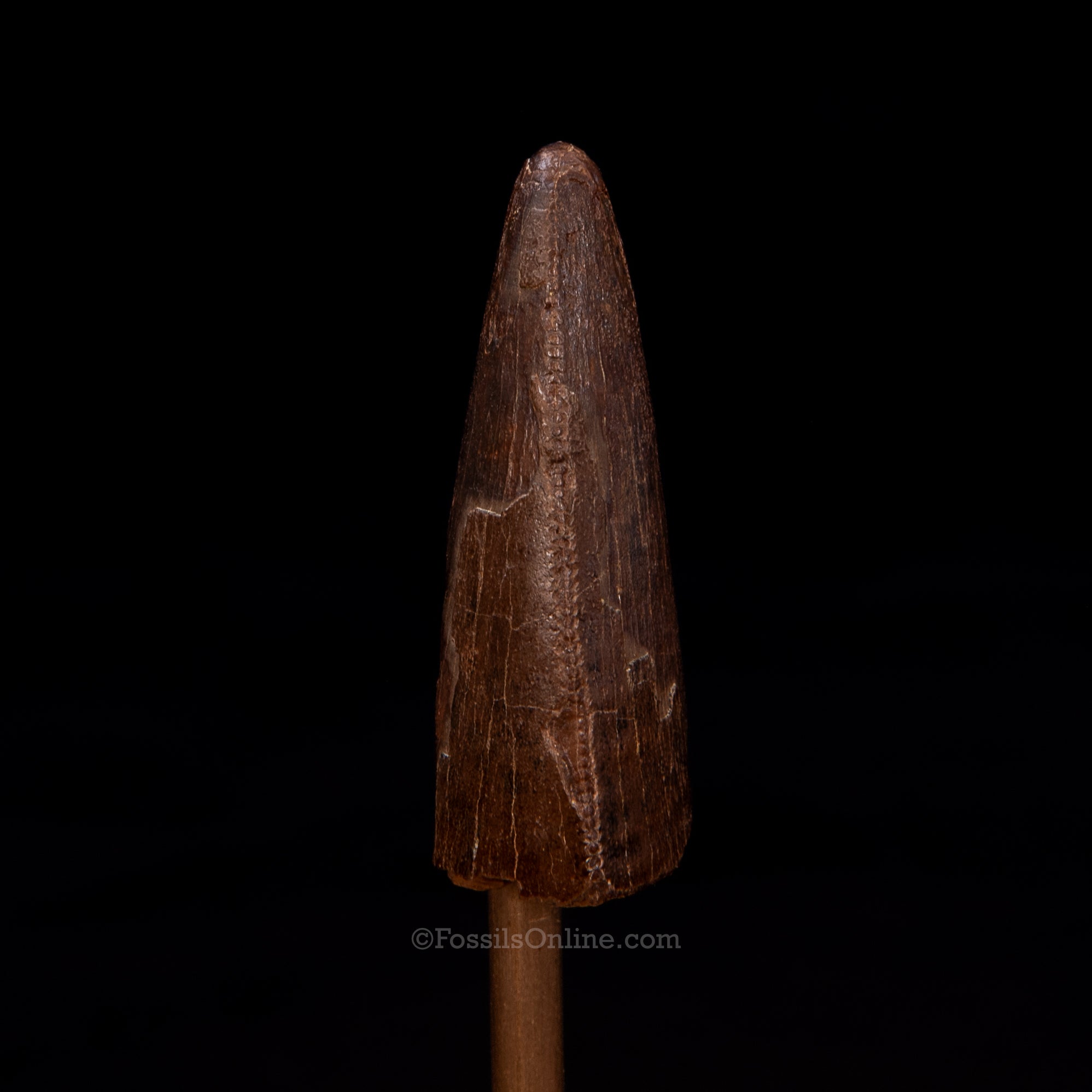 Tyrannosaurus rex Tooth 1.59"