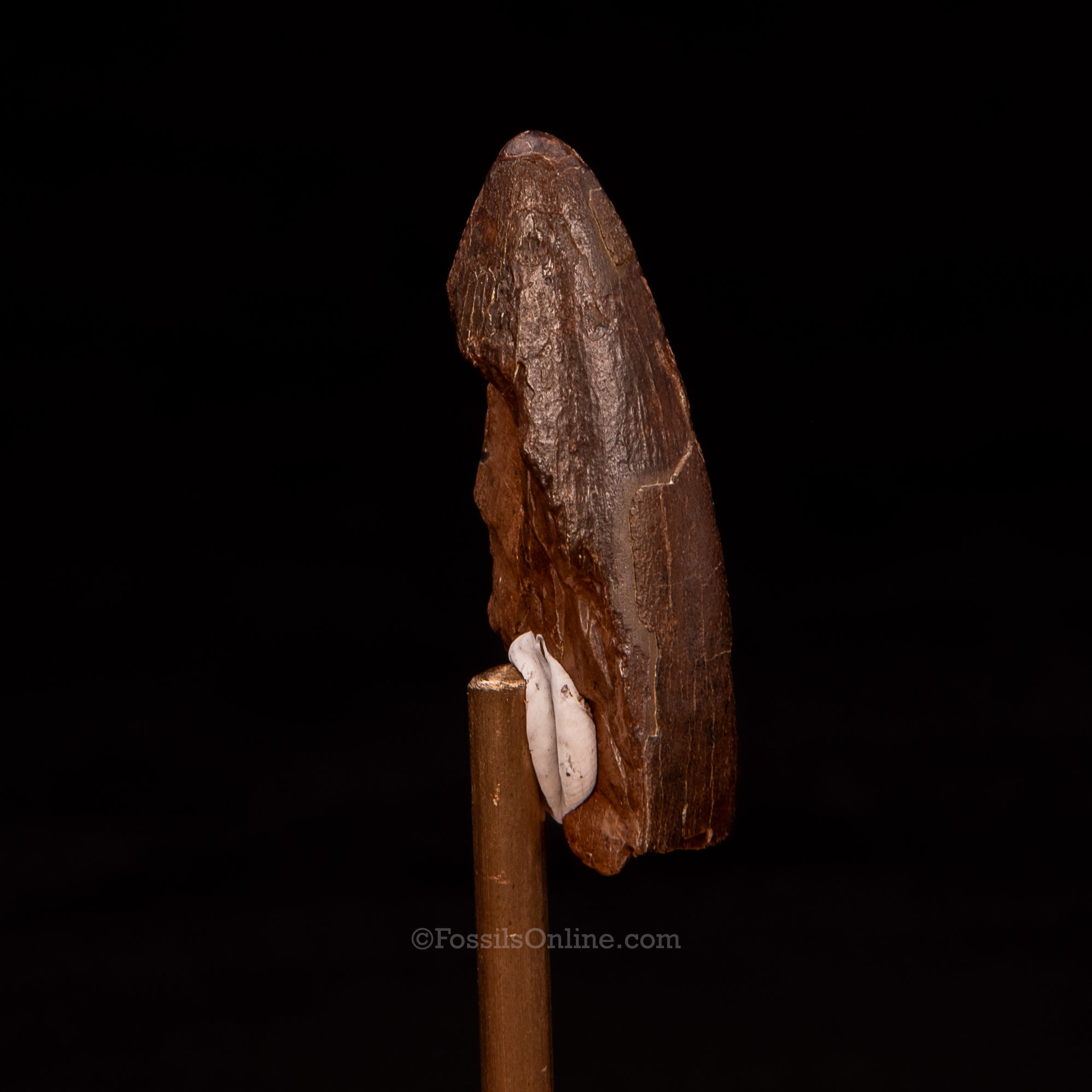 Tyrannosaurus rex Tooth 1.59"