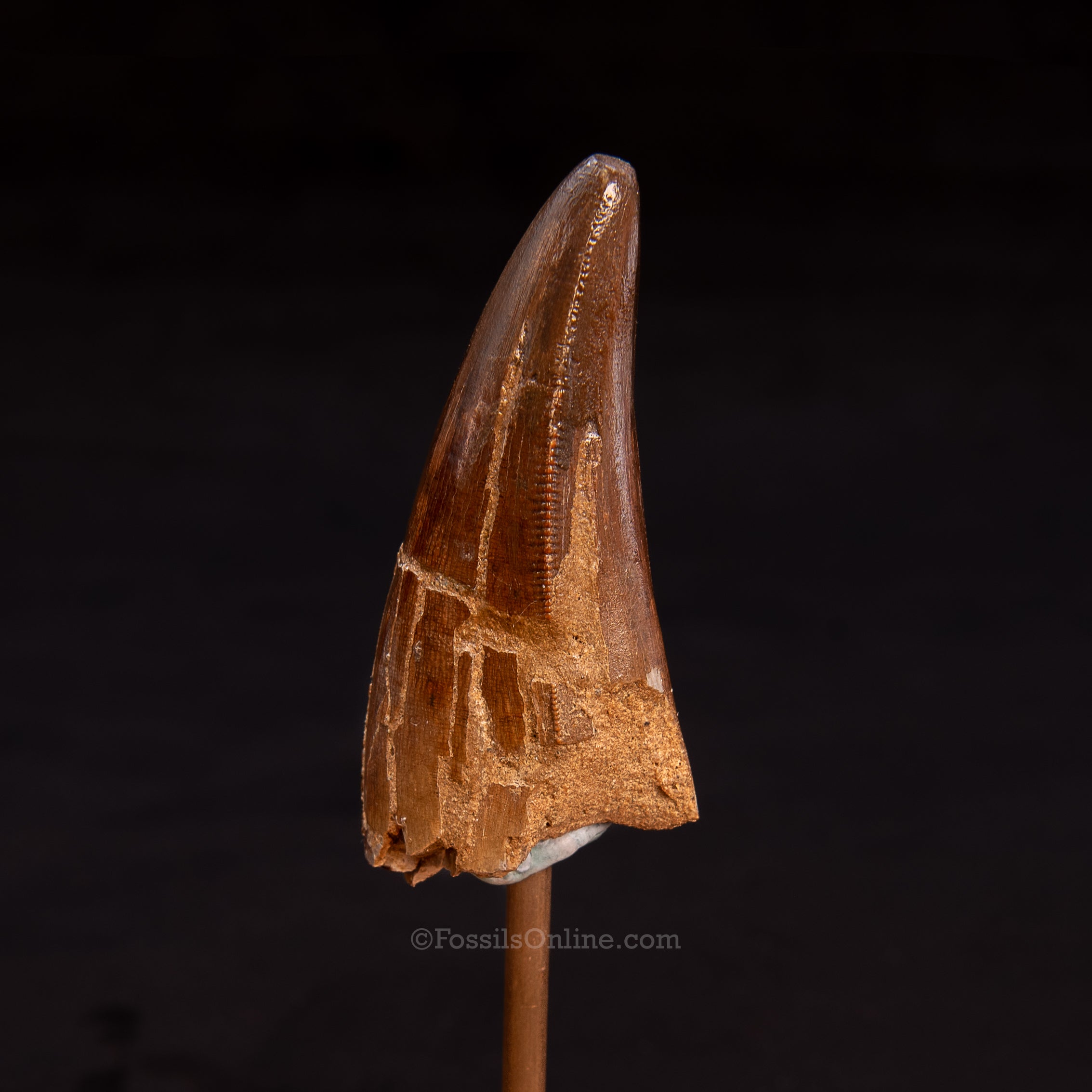 Tyrannosaurus rex Premax Tooth 2.62"