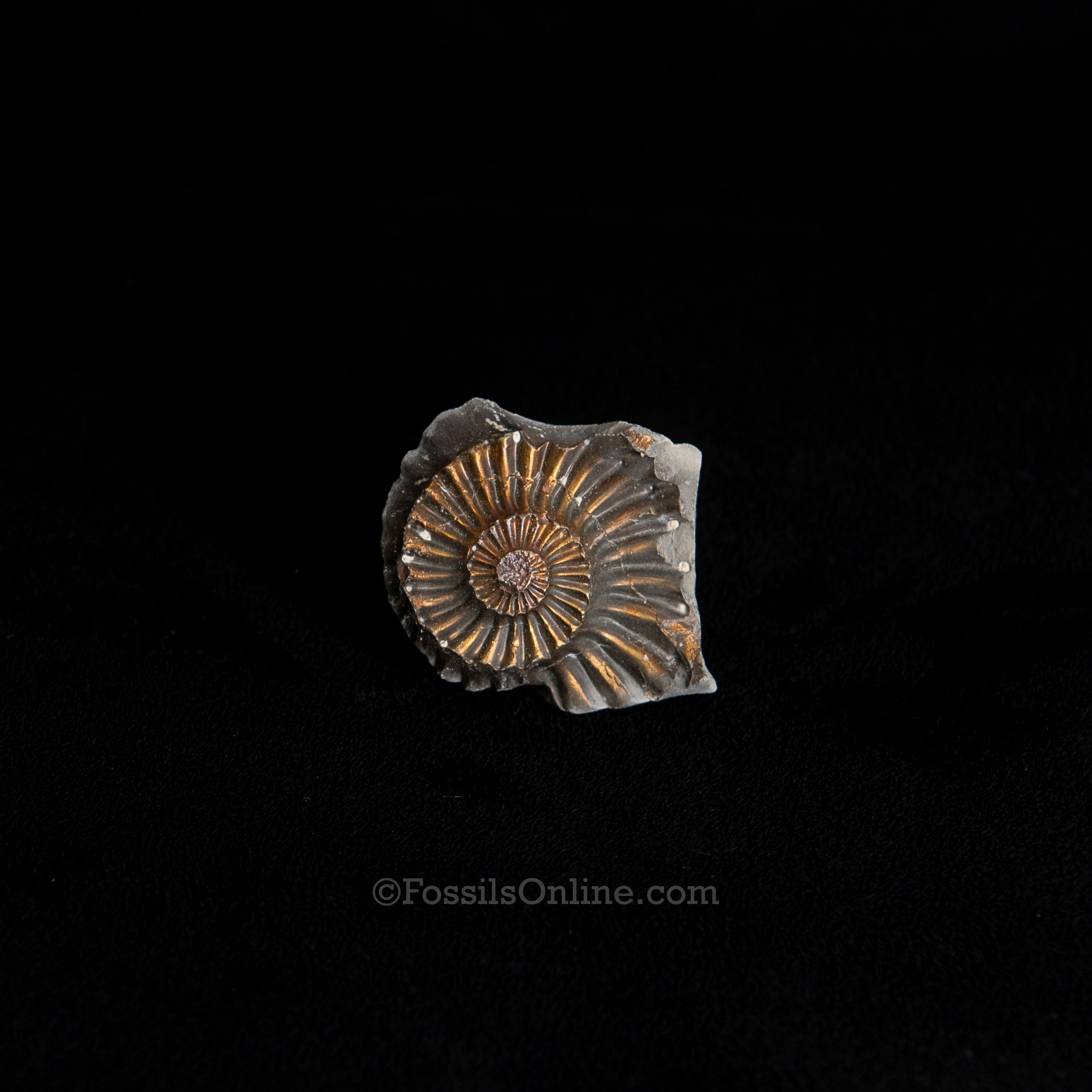 Fossil Pyritized Ammonite Negative Pleuroceras Jurassic Germany