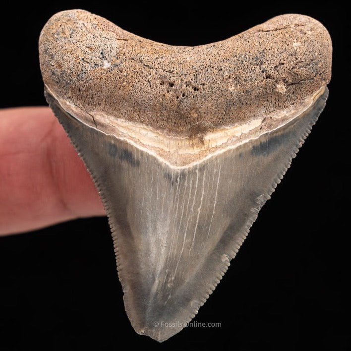 Copy of Venice Megalodon Shark Tooth