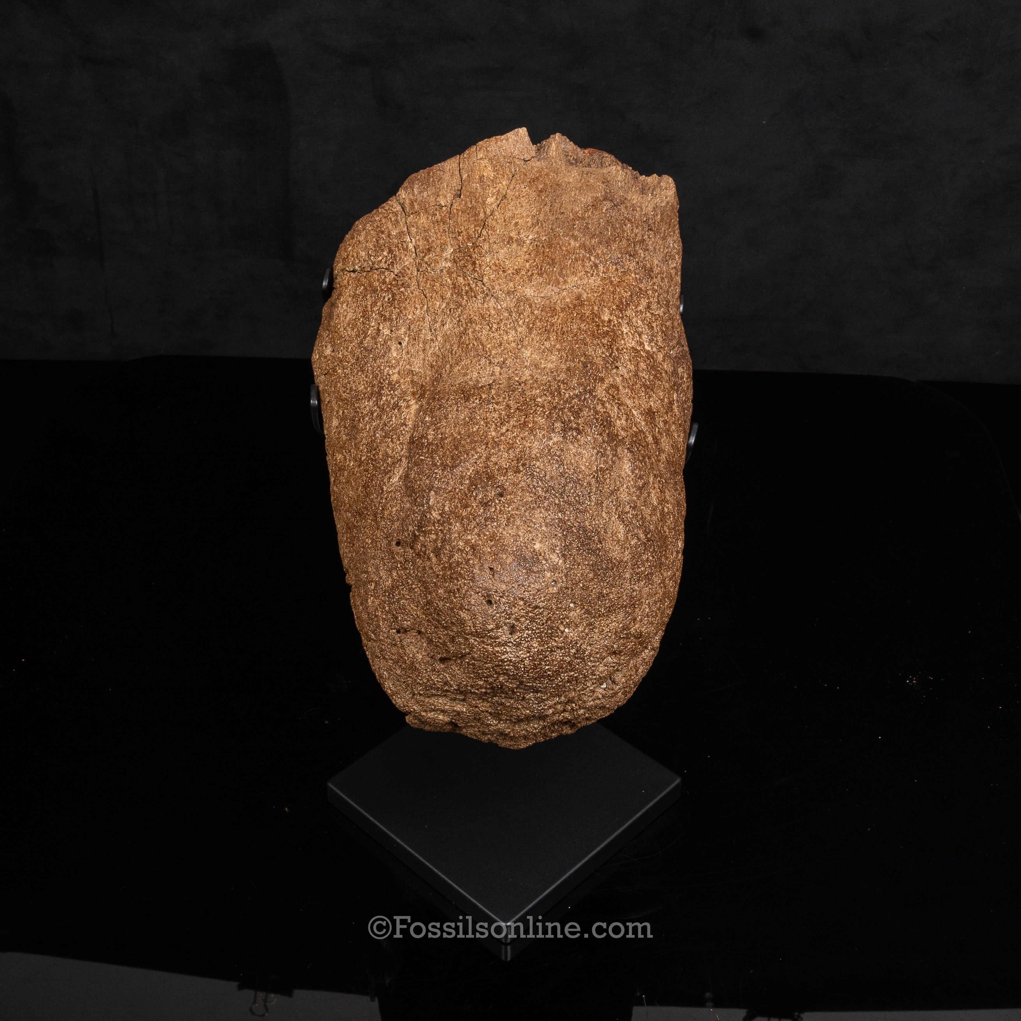 Triceratops Nose Horn on Display Stand