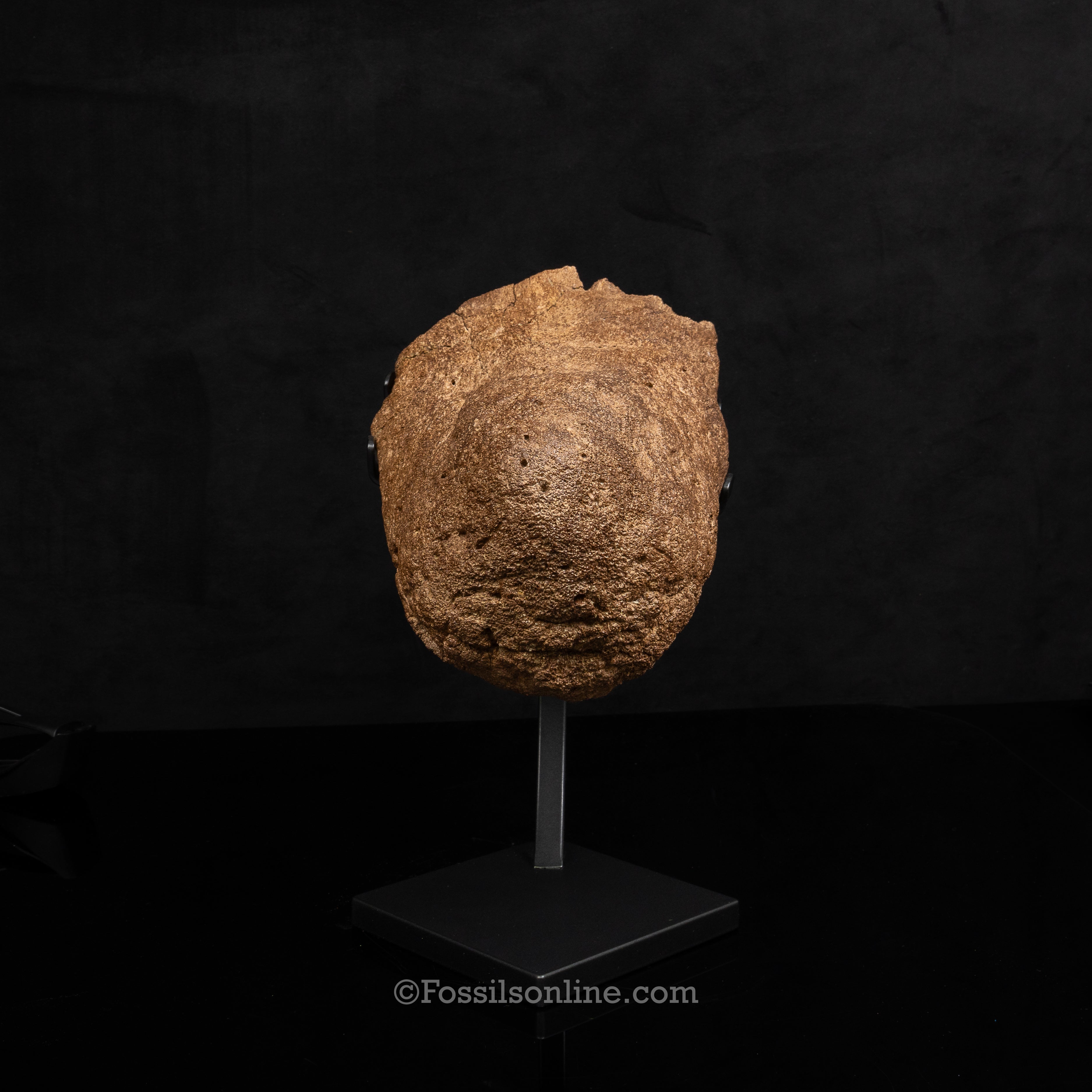 Triceratops Nose Horn on Display Stand