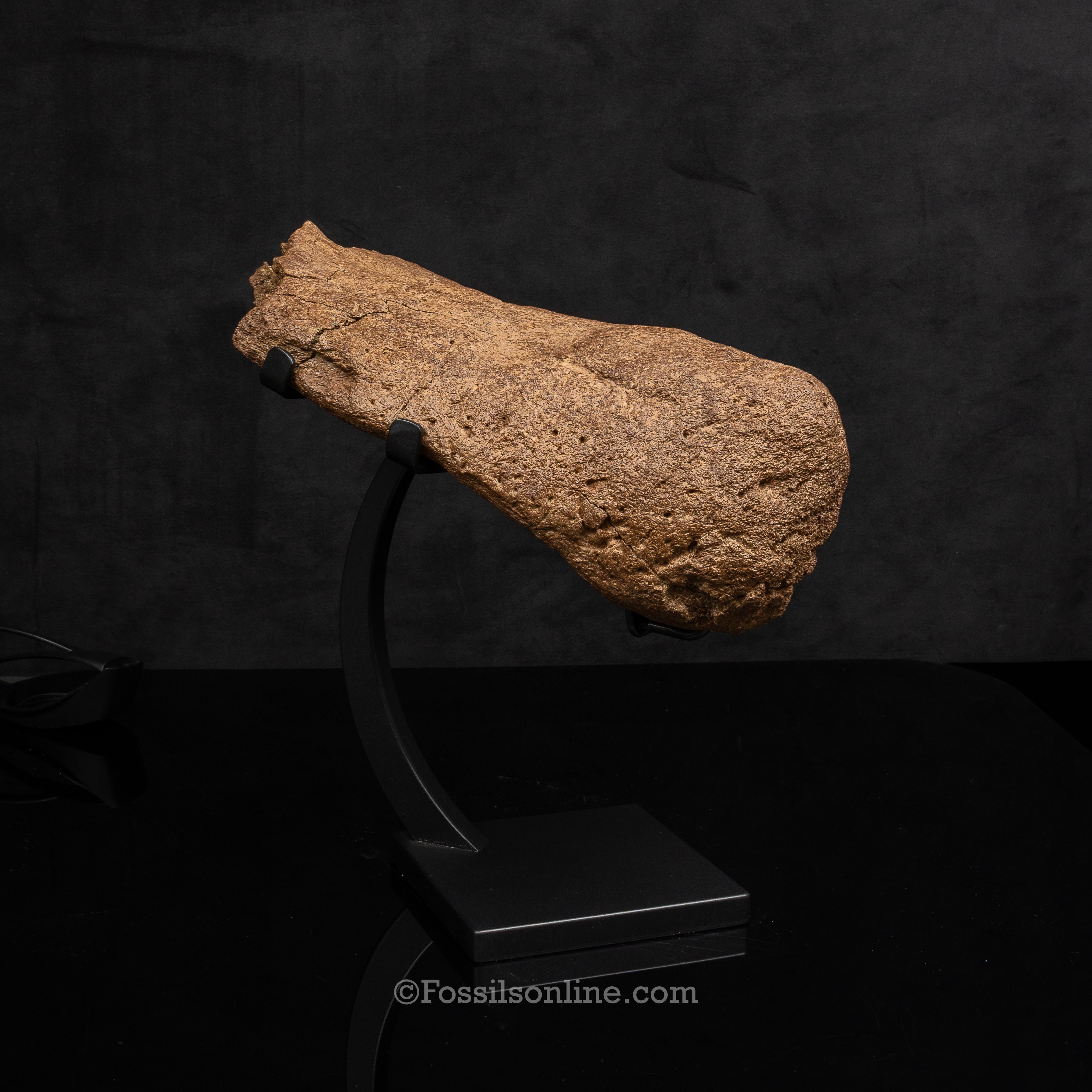 Triceratops Nose Horn on Display Stand