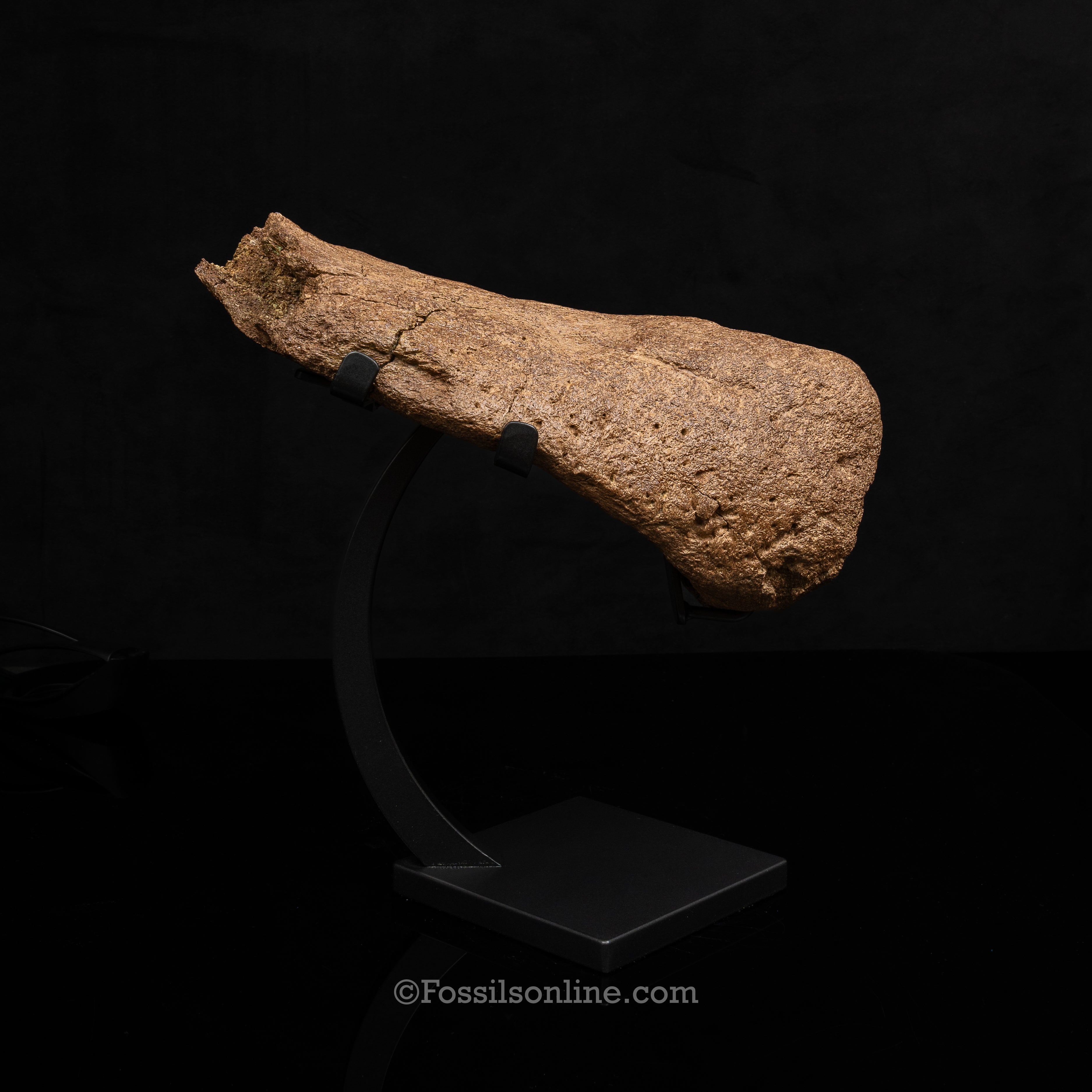 Triceratops Nose Horn on Display Stand