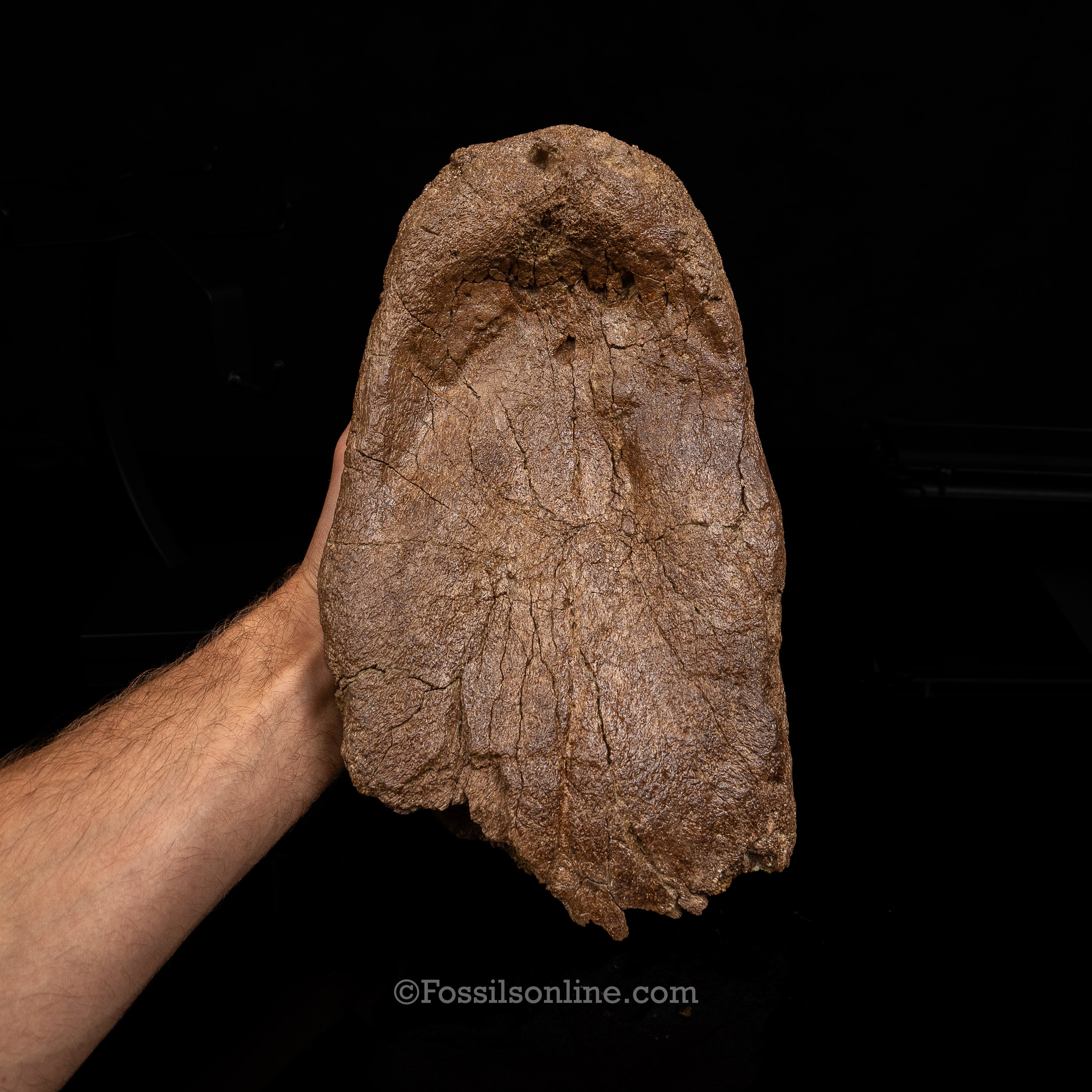 Triceratops Nose Horn on Display Stand