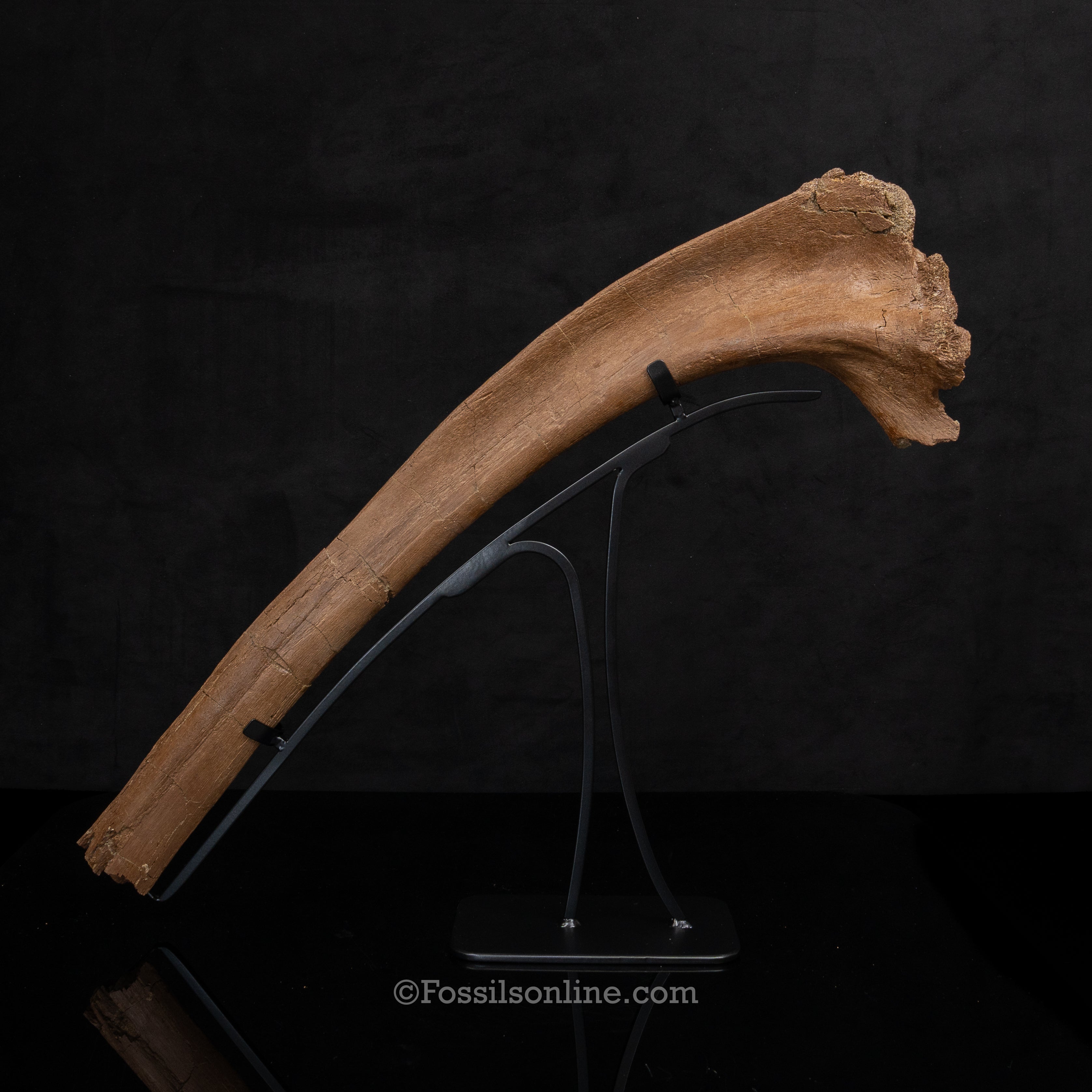 Triceratops Rib on Display Stand
