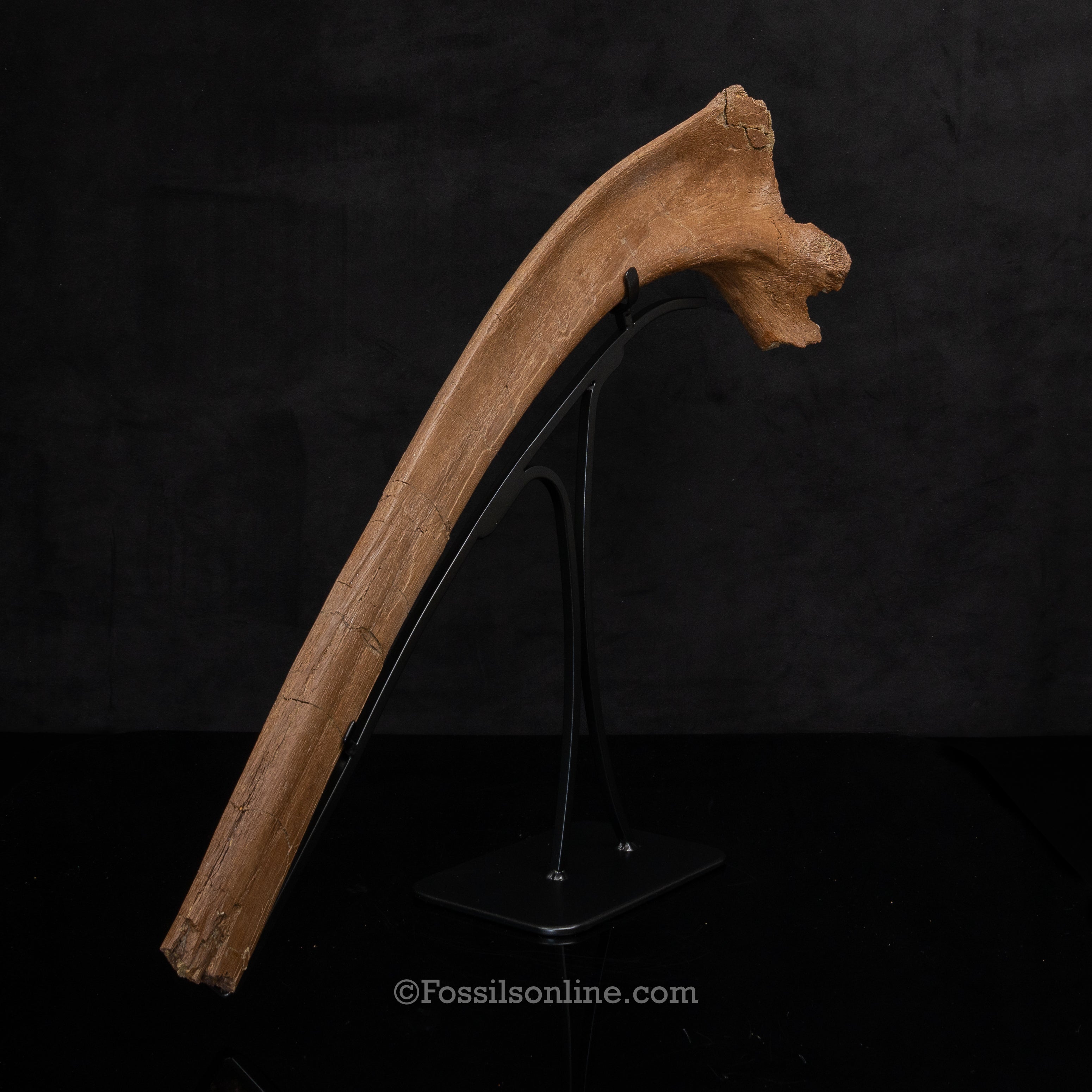 Triceratops Rib on Display Stand