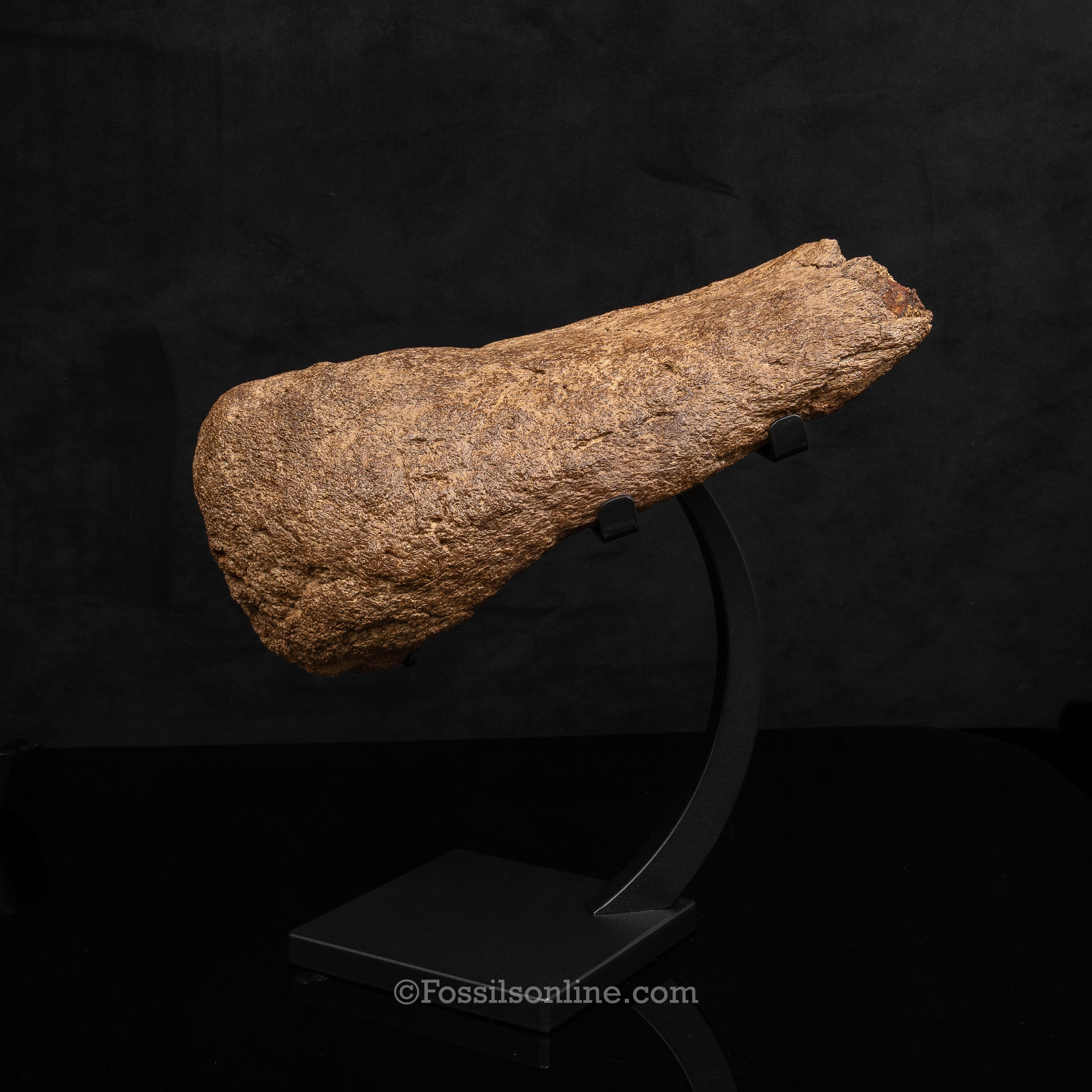 Triceratops Nose Horn on Display Stand
