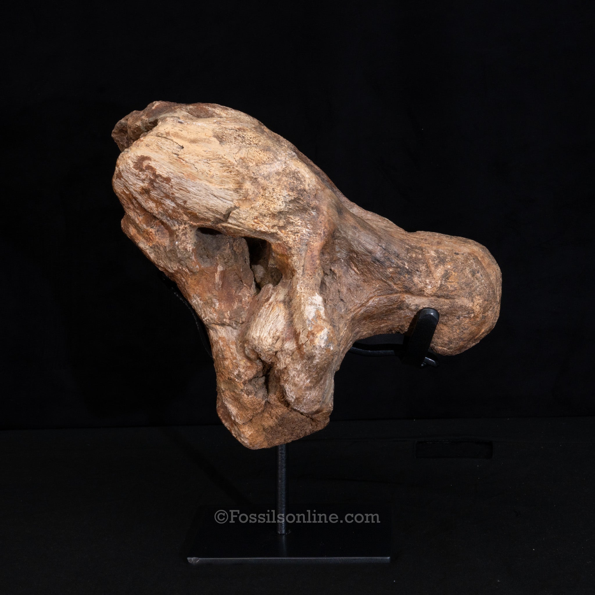 Triceratops Occipital Braincase