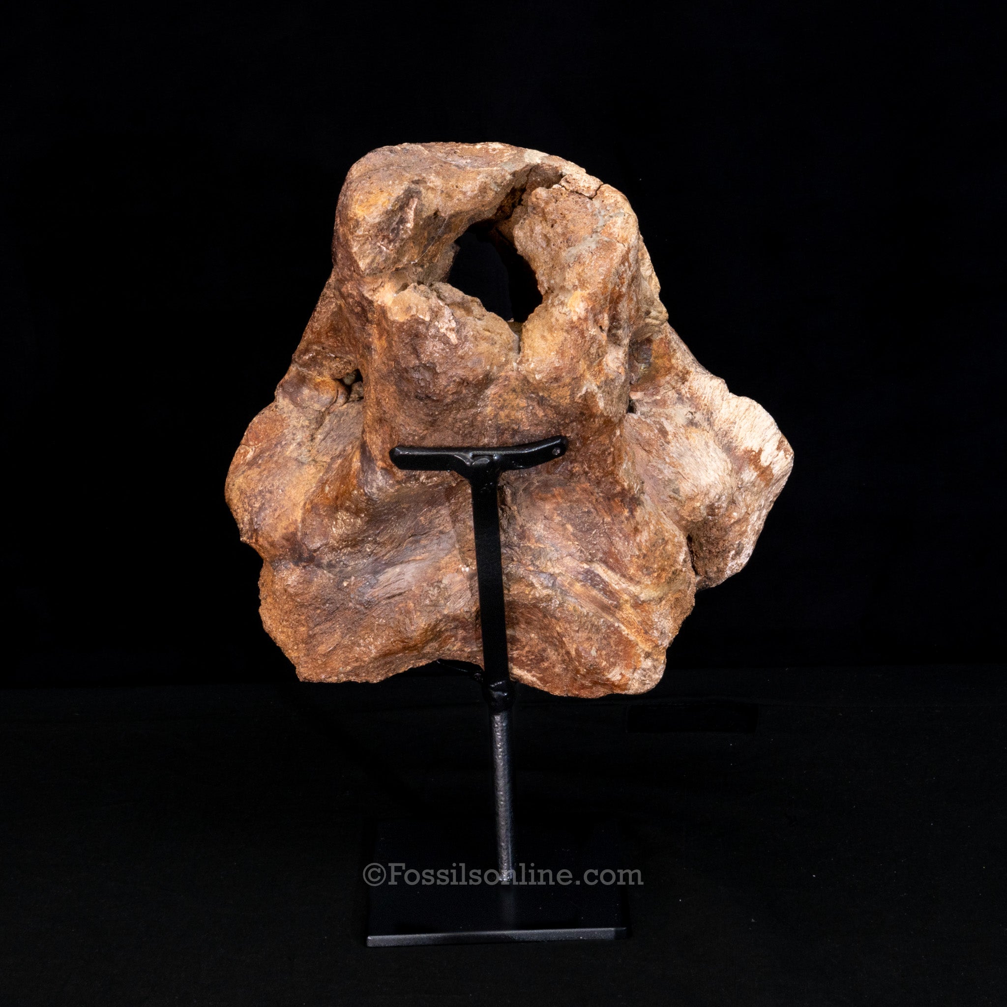 Triceratops Occipital Braincase