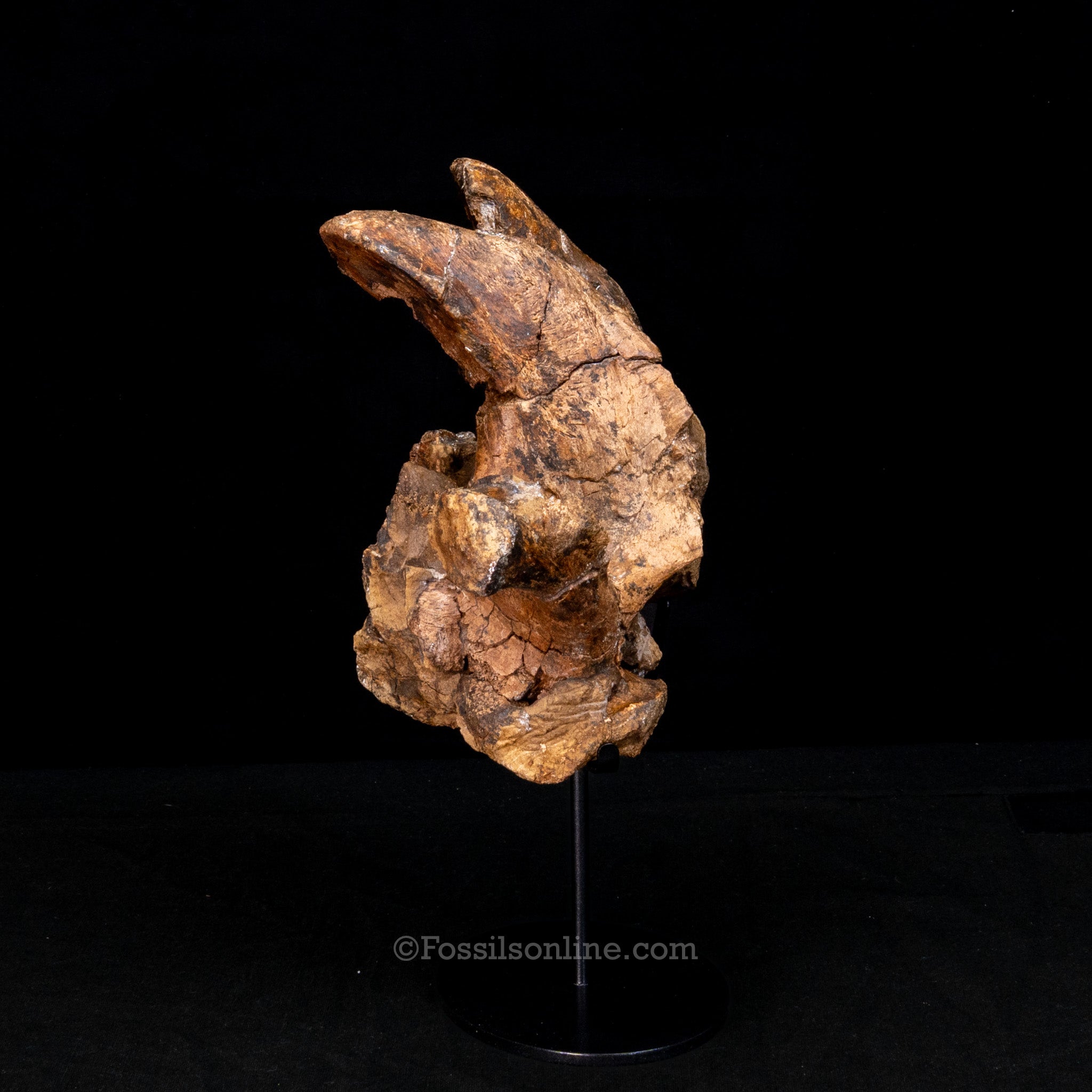 Edmontosaurus Cervical Vertebra Process