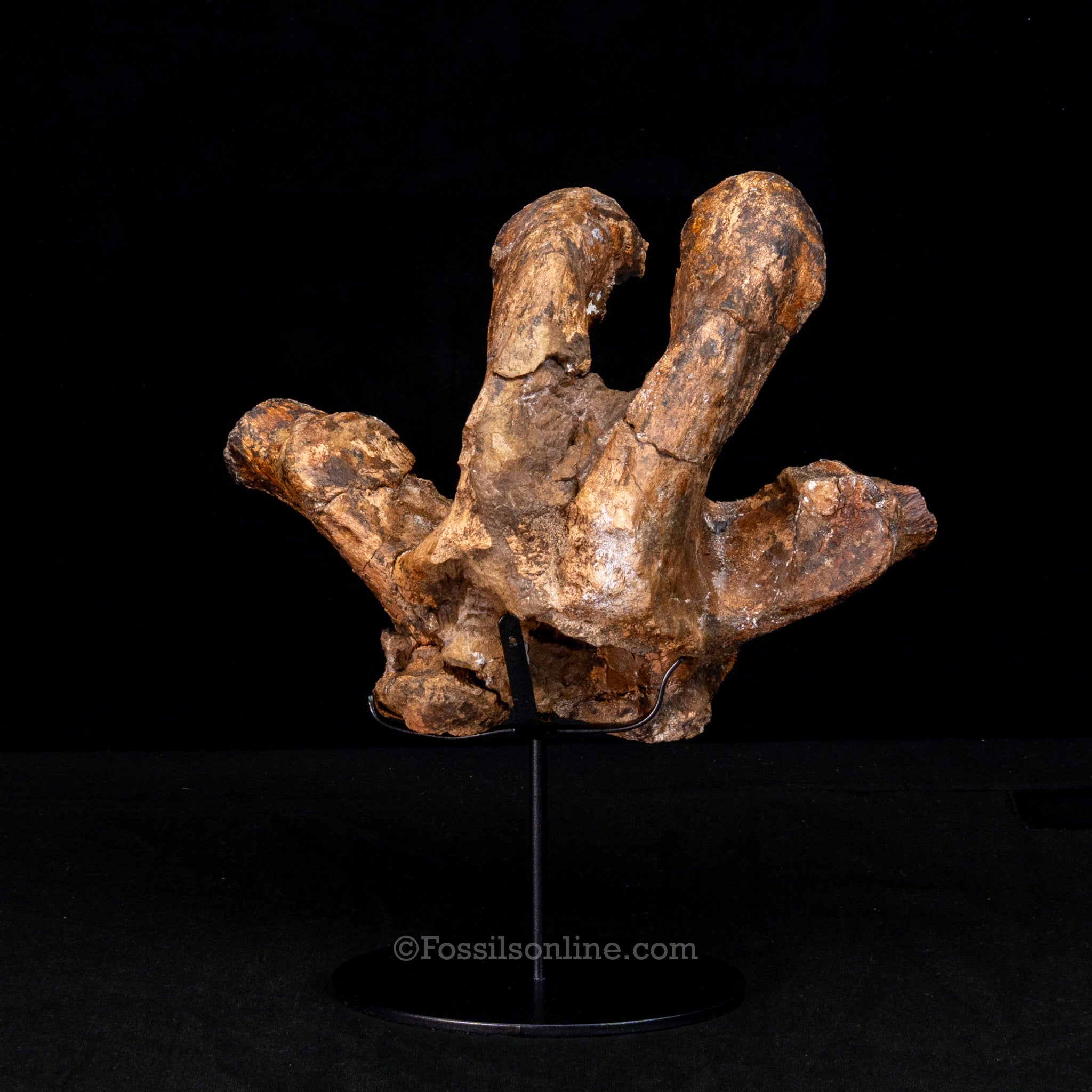 Edmontosaurus Cervical Vertebra Process