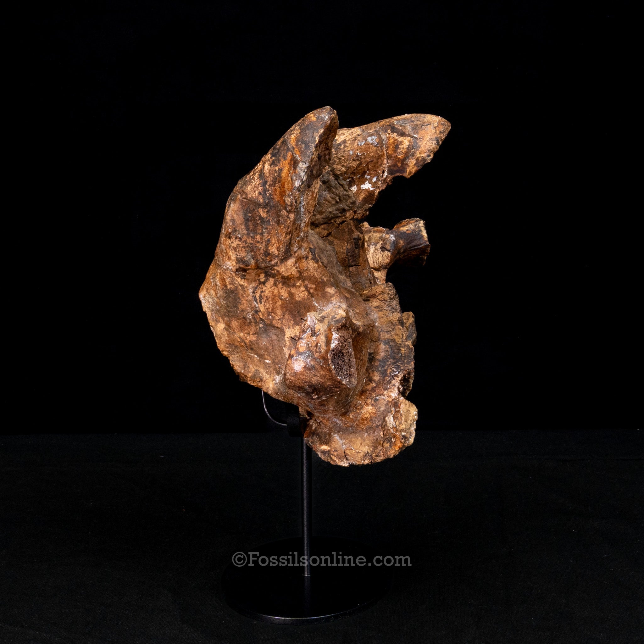 Edmontosaurus Cervical Vertebra Process