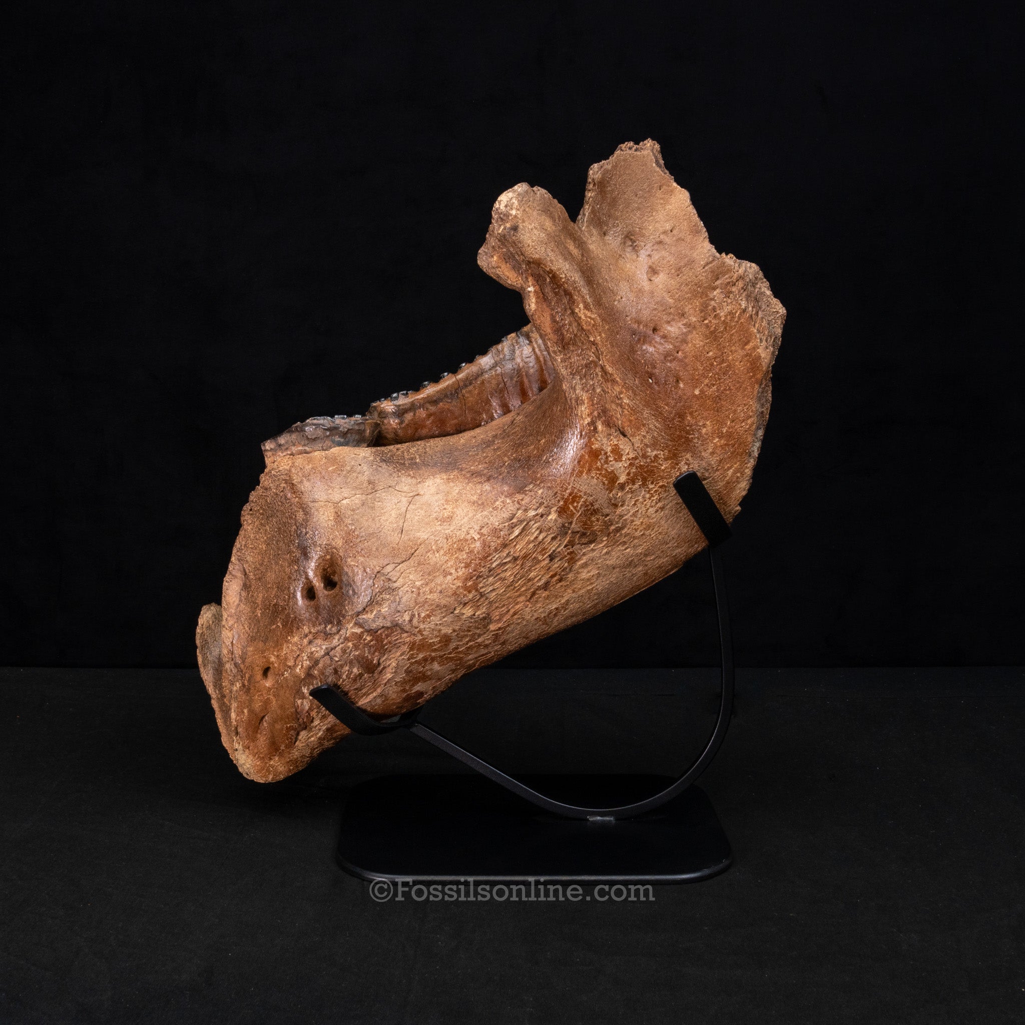Woolly Mammoth Jaw with teeth