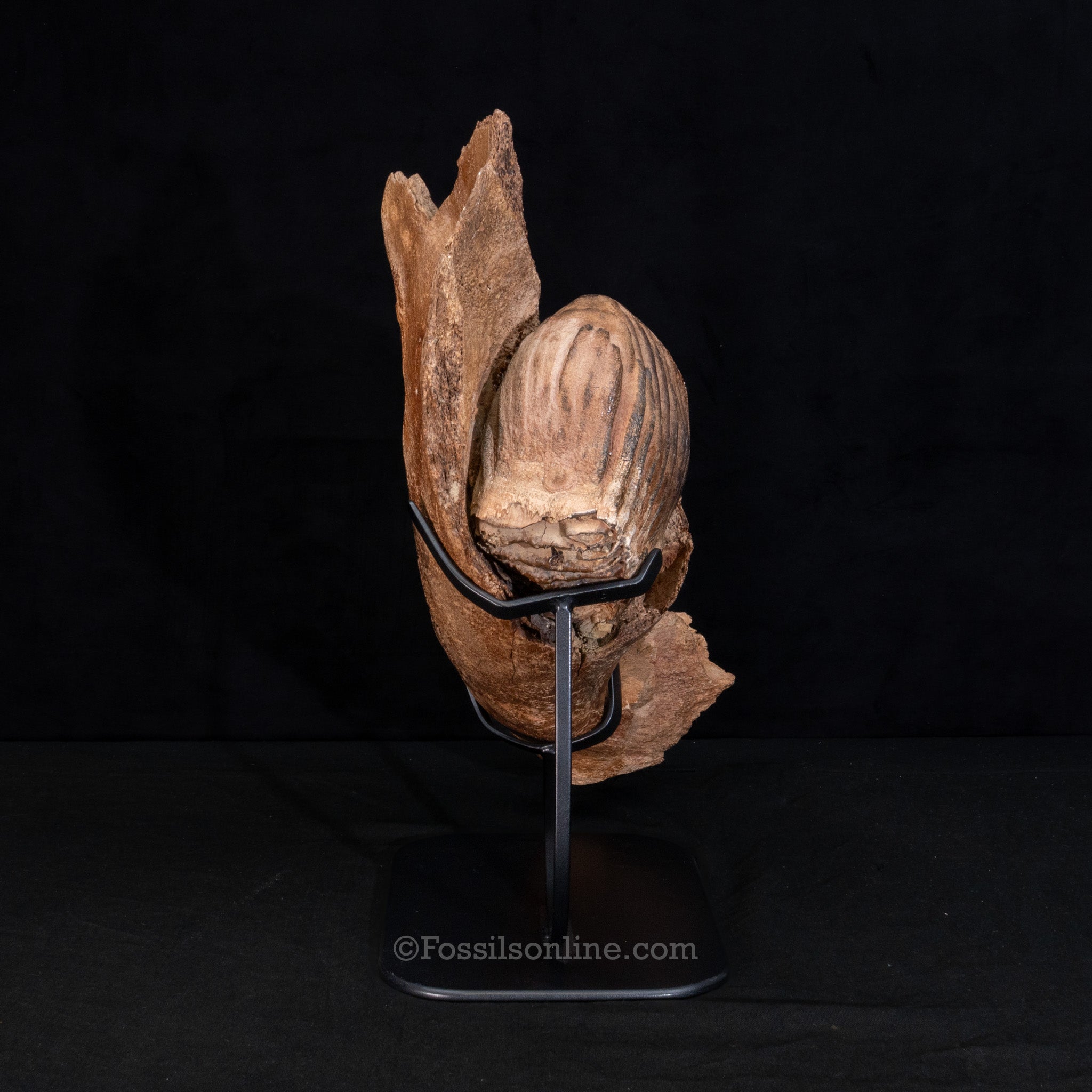 Woolly Mammoth Jaw with teeth