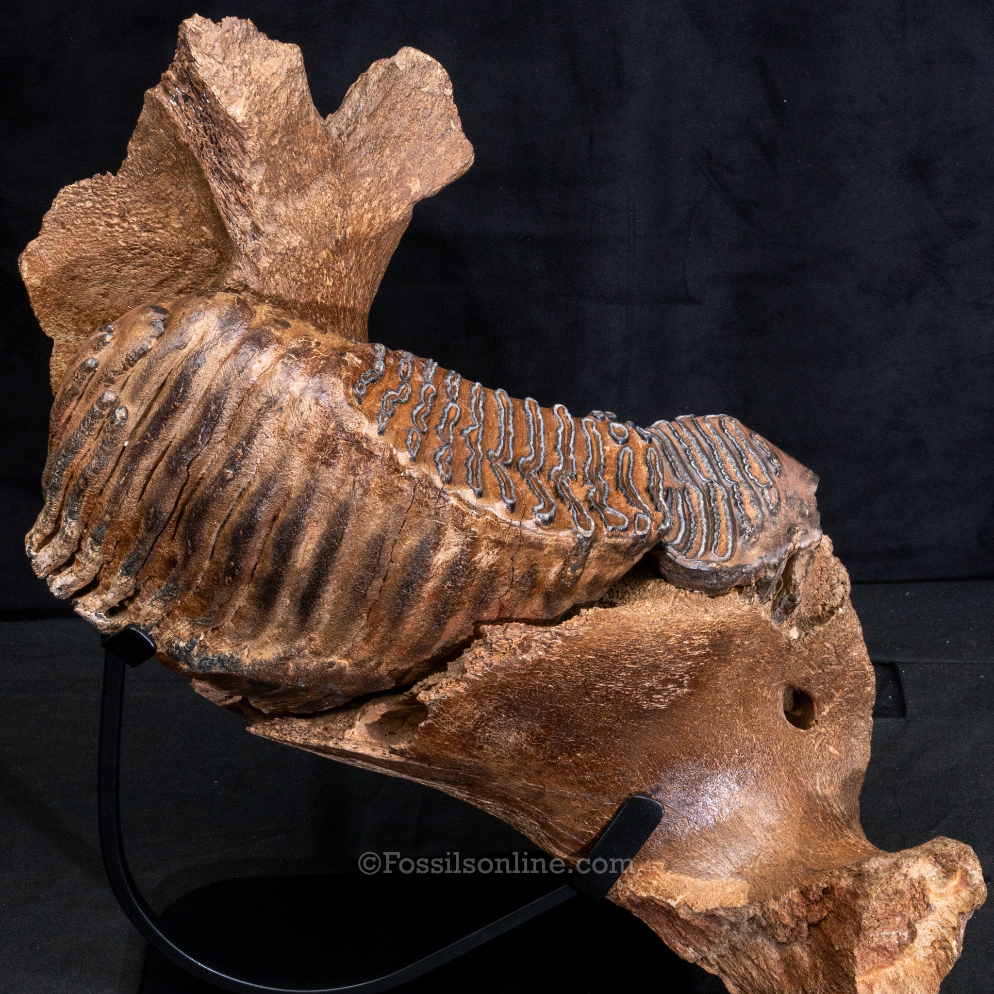 Woolly Mammoth Jaw with teeth
